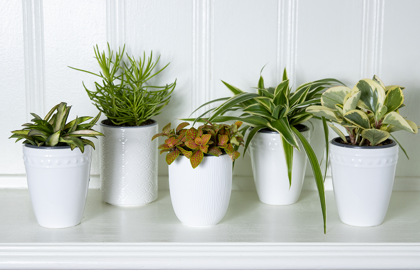 indoor plant potting soil Smart Grower Organic Potting Soil for Indoor Plants