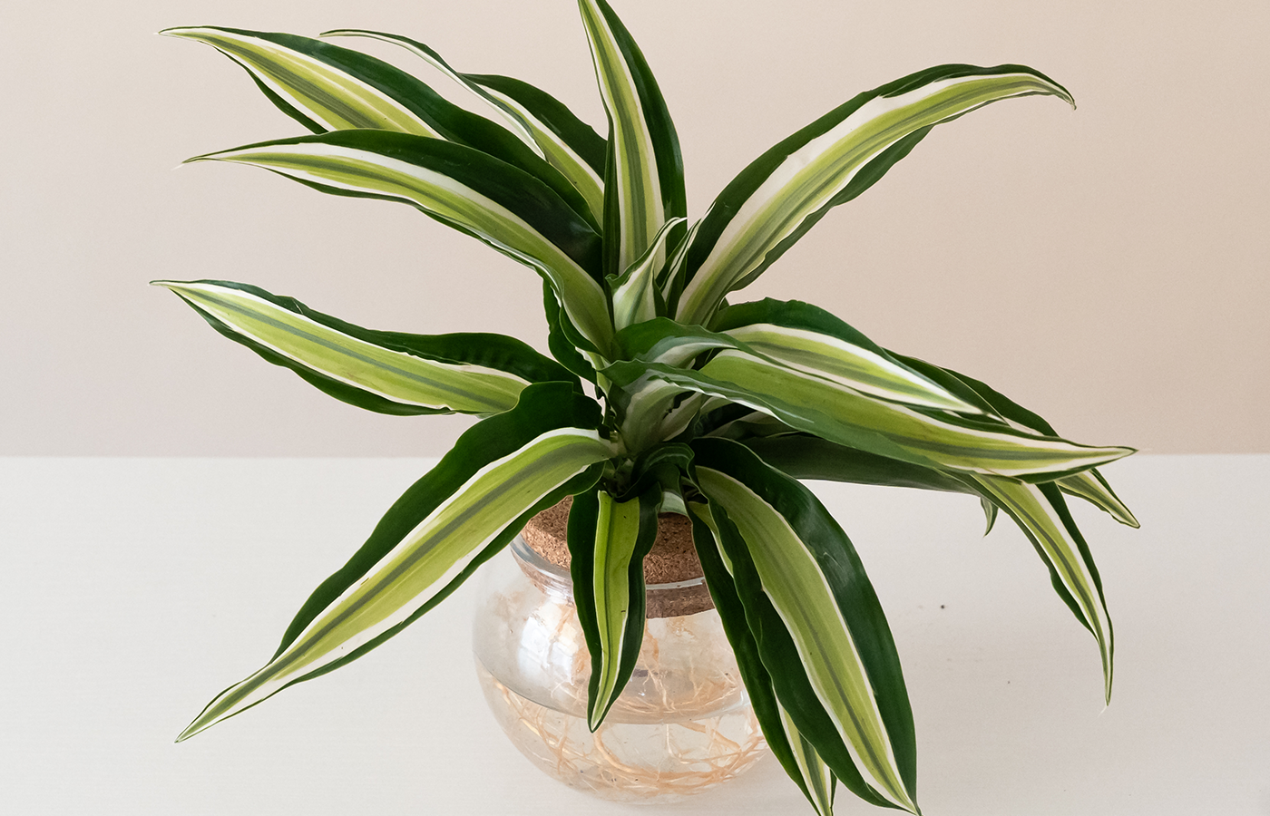 mini palm plant Mini-palm - Cordyline fruticosa 'Purple Compacta'