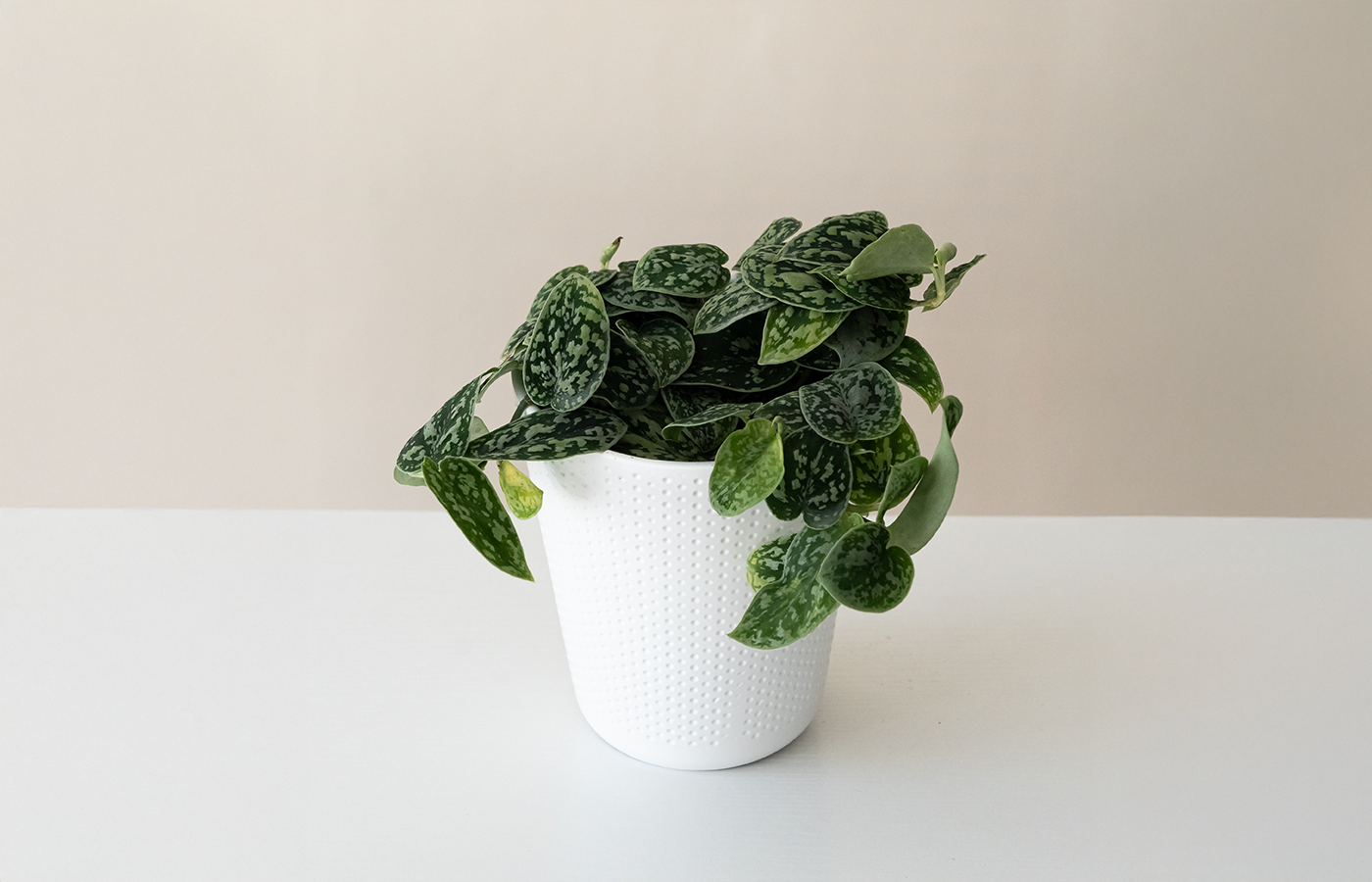 12cm leafjoy® plants