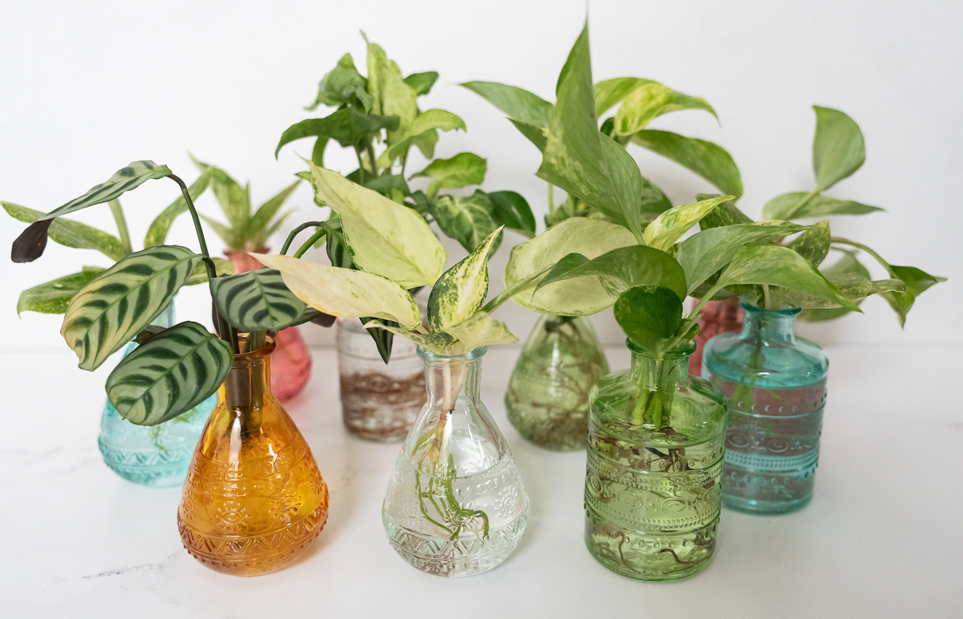 Collector’s Edition: Rare Houseplants