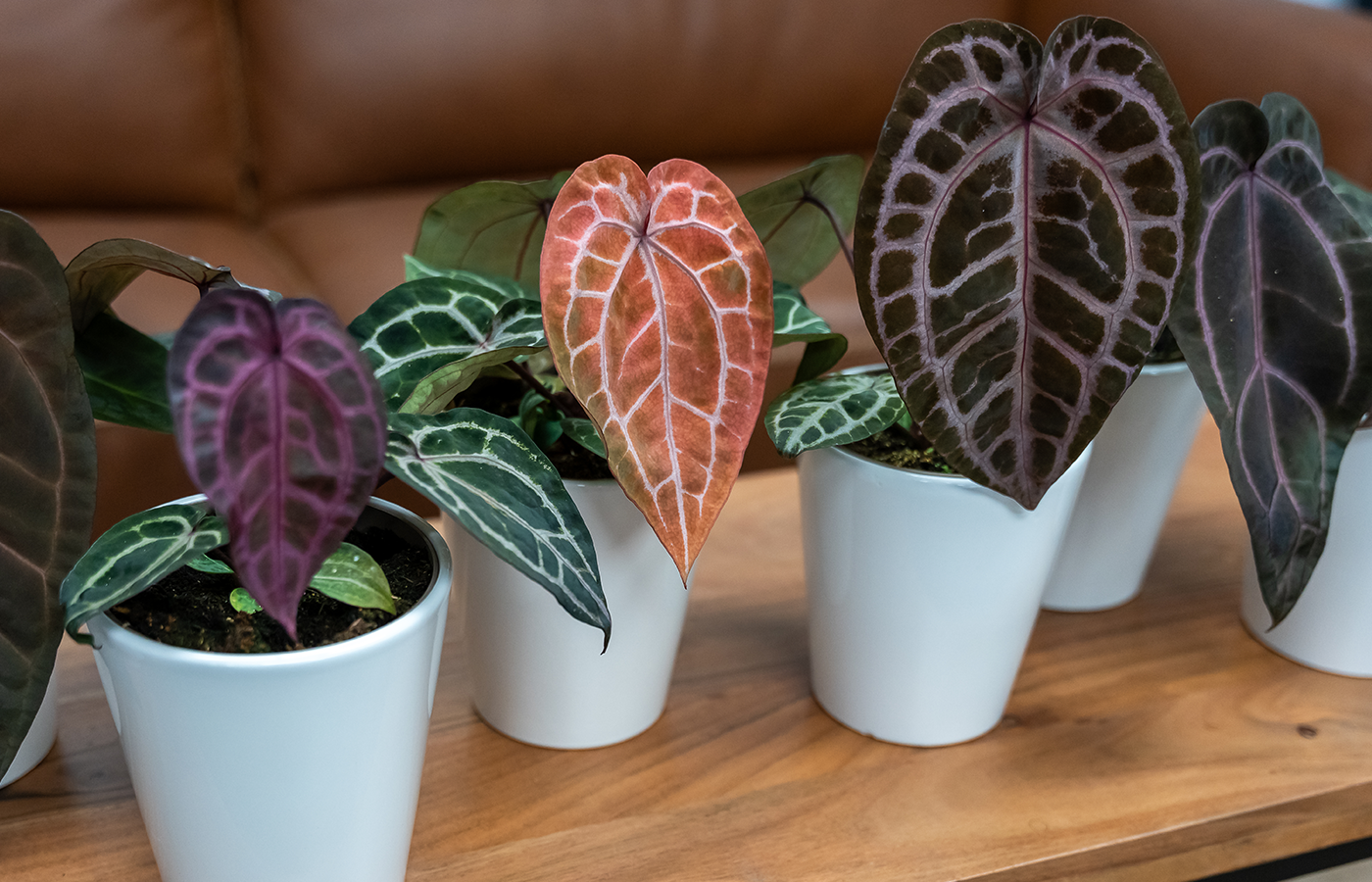 DocBlock® Anthuriums