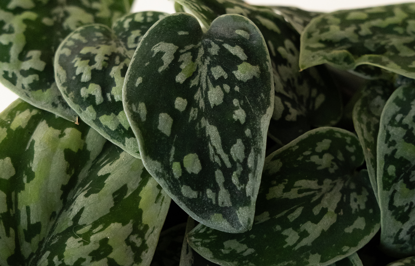 Moderate Maintenance