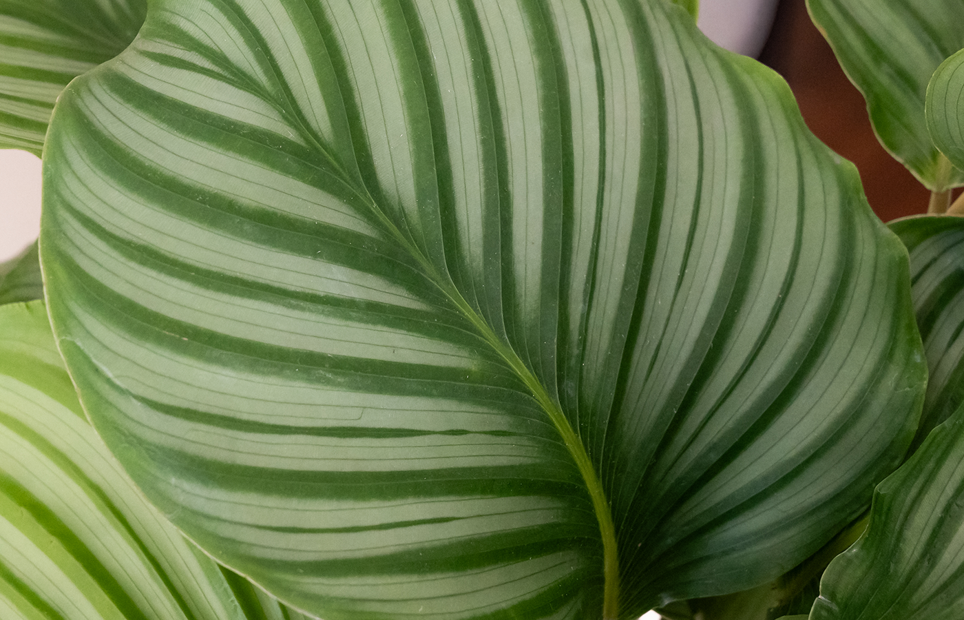 Time Intensive Module Time Intensive Plants – The Plant Company Store