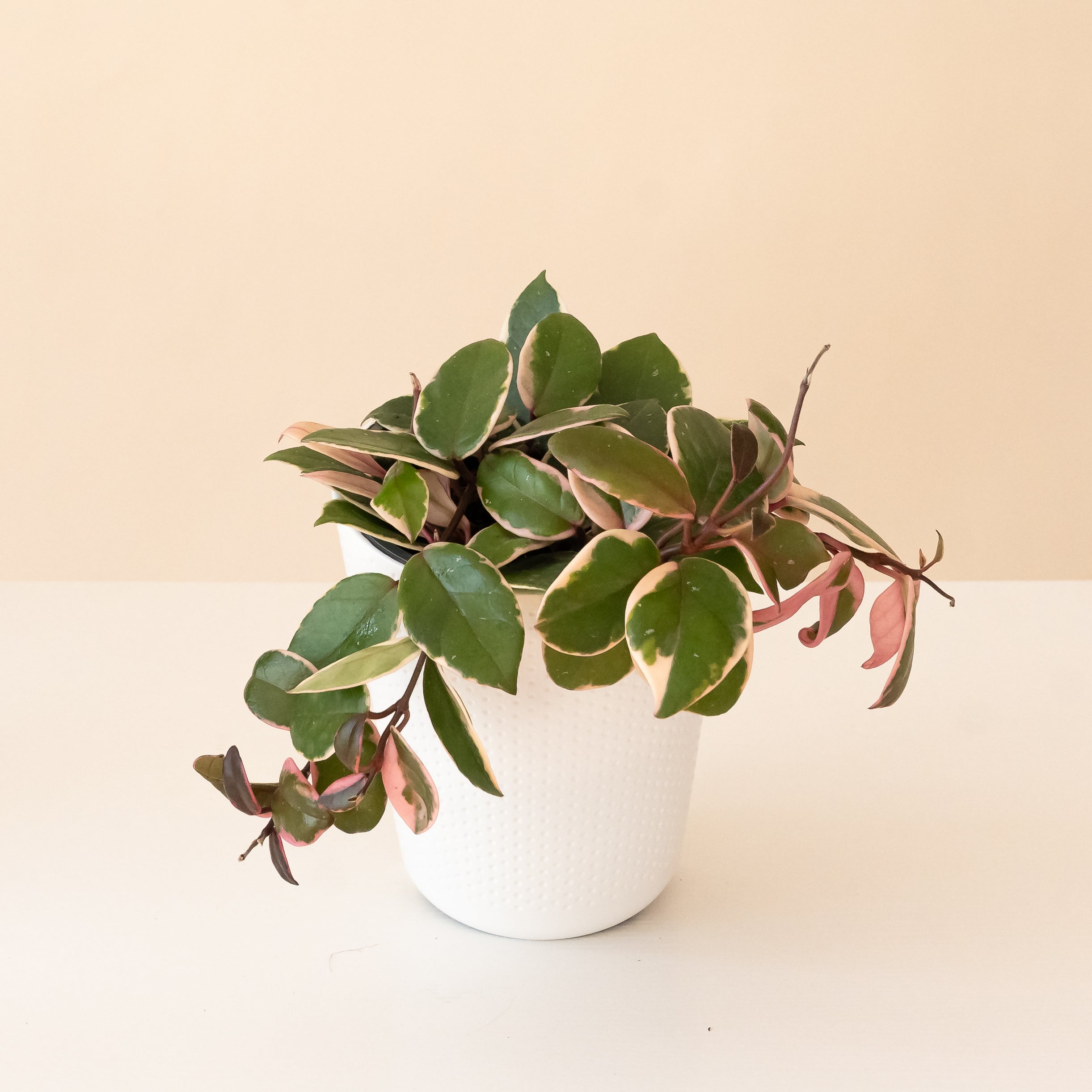 National Plants Of The Year