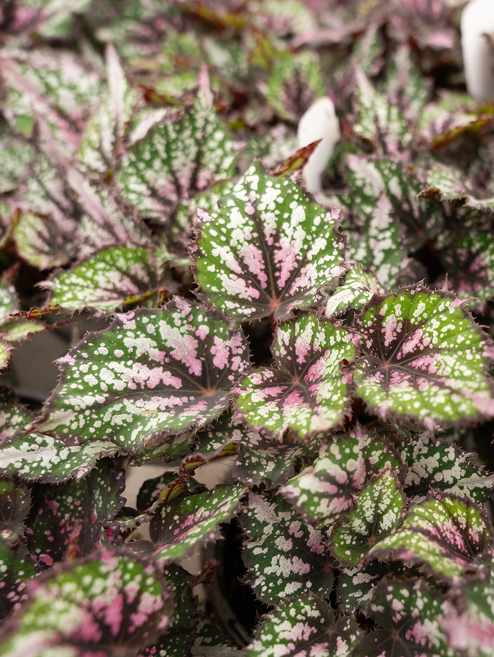 Polka dot begonia with green, pink, and white leaves.