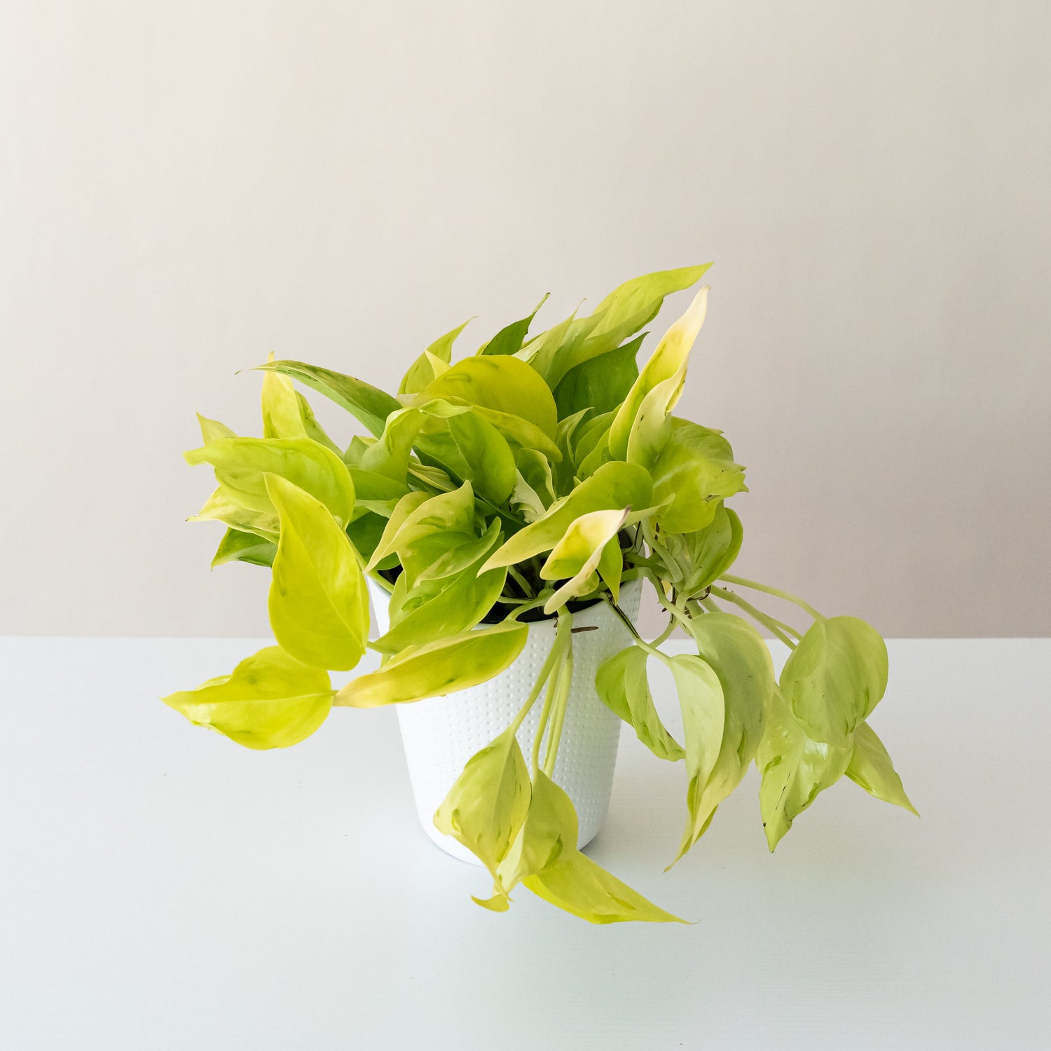 BeautiFall® Champs Elysees