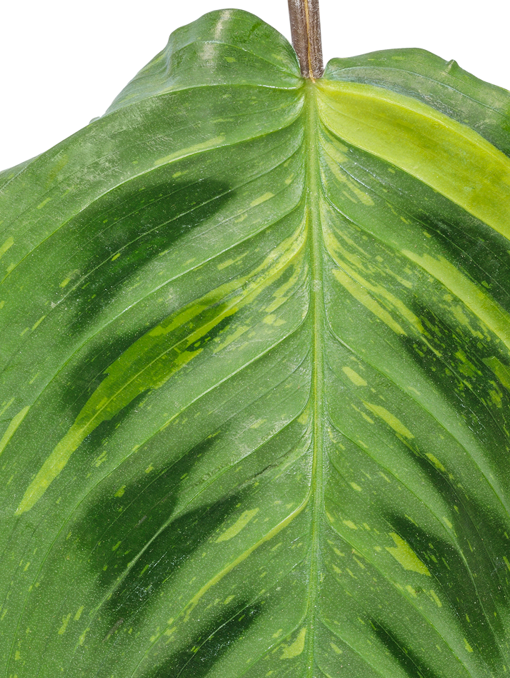 Close-up of a green leaf with a white background