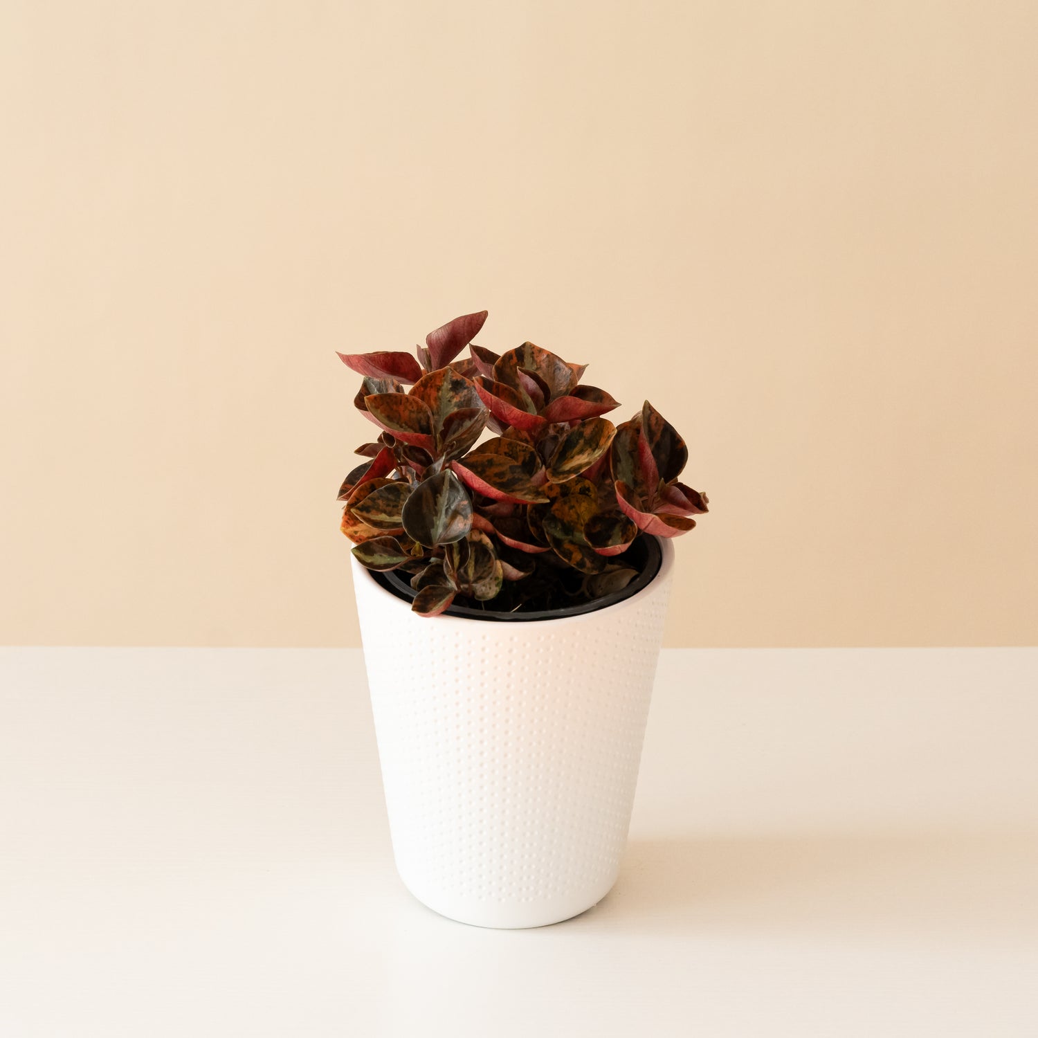 Savory Delights™ Orange Macaron™