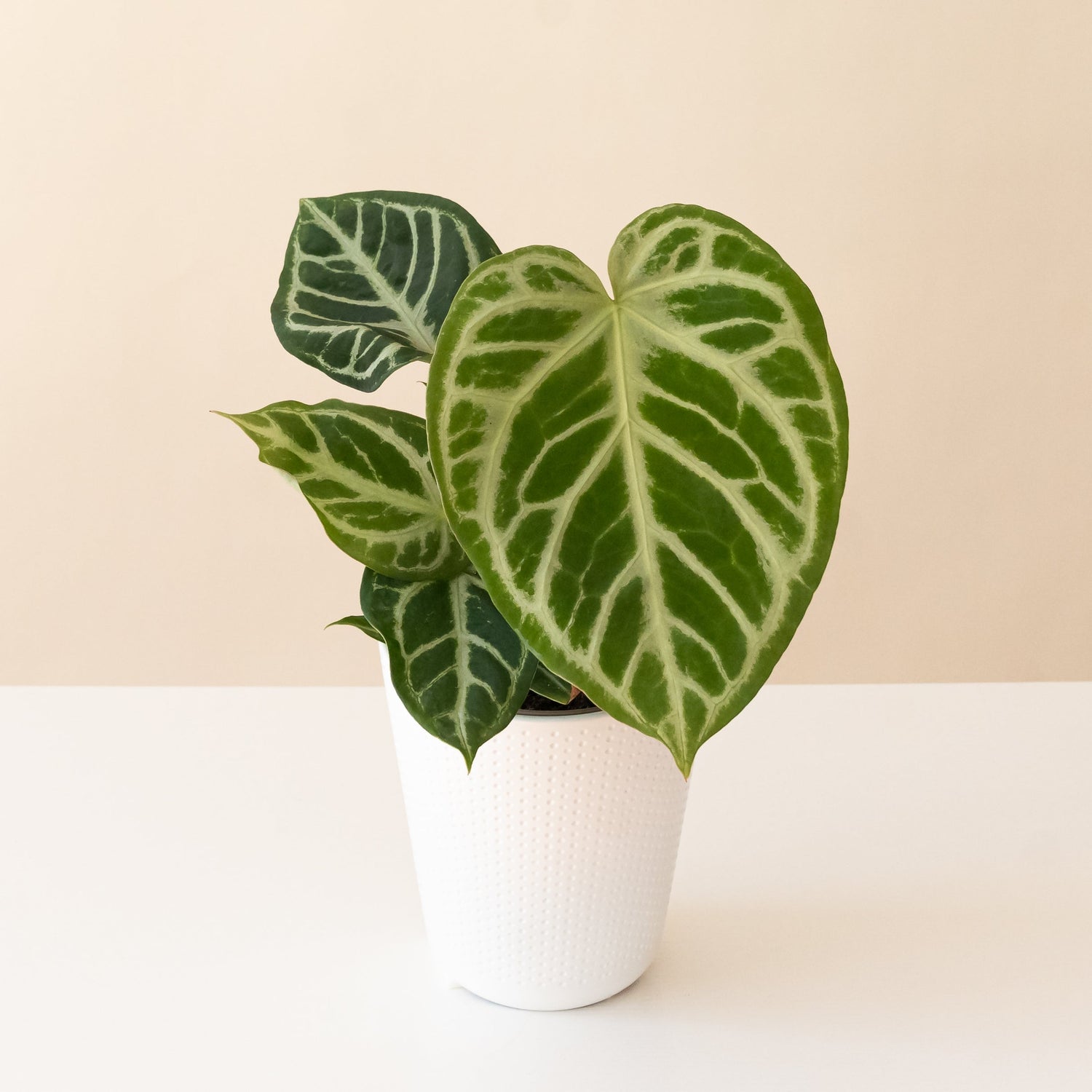 Arching Amour™ Heart's Desire™