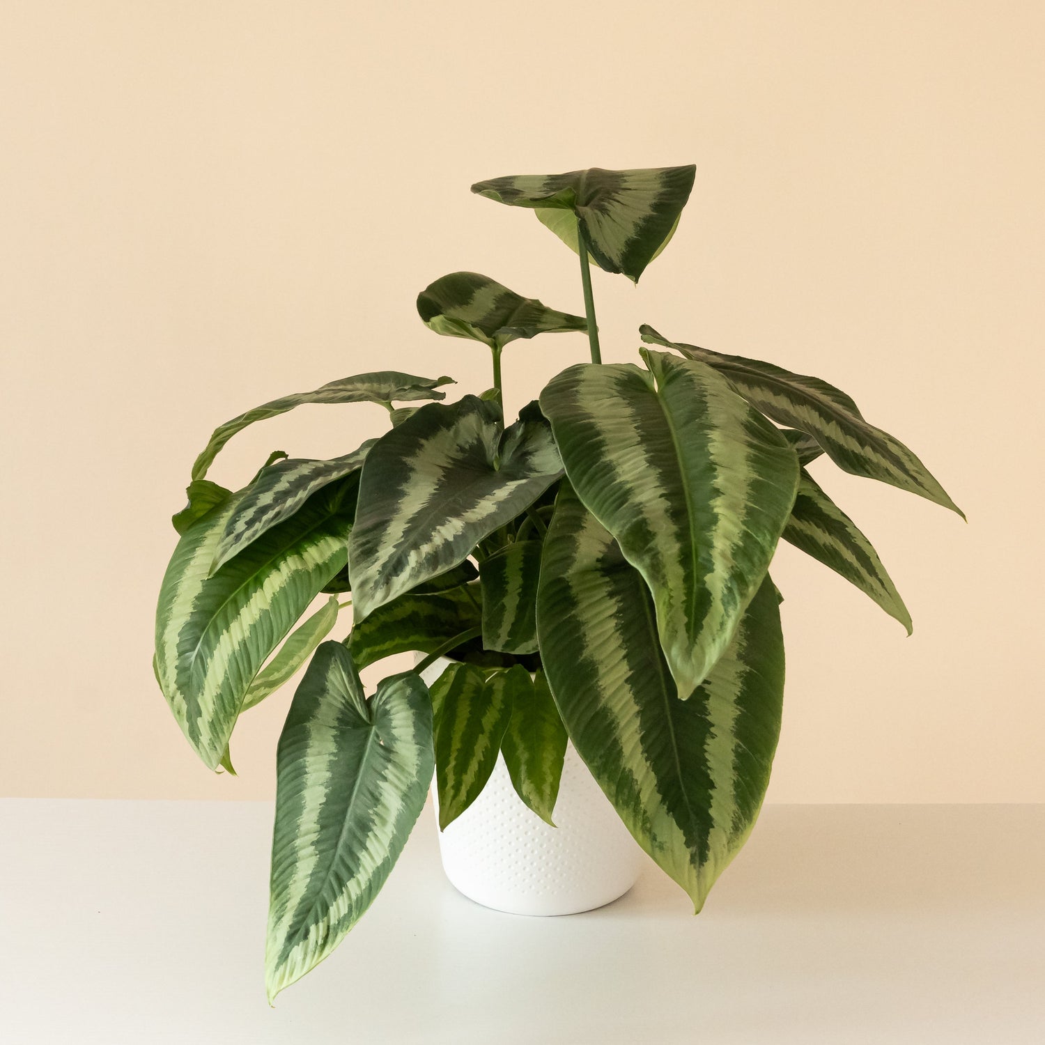 Art Deco™ Gothic™