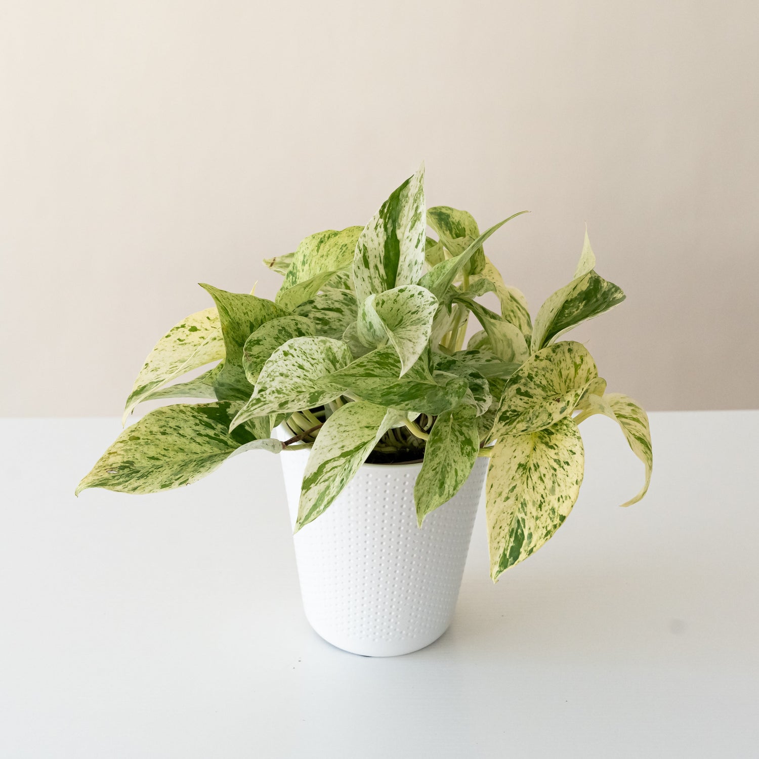 BeautiFall® Snow Leopard