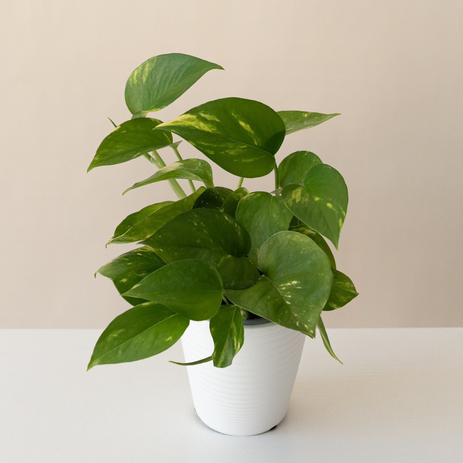 Beautifall® Summer Nights™