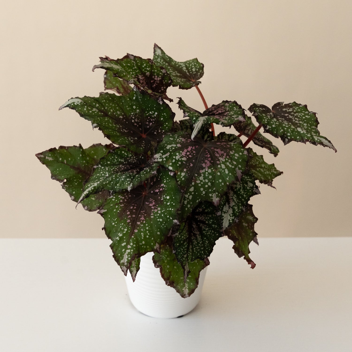 Bold Belles™ African Jungle