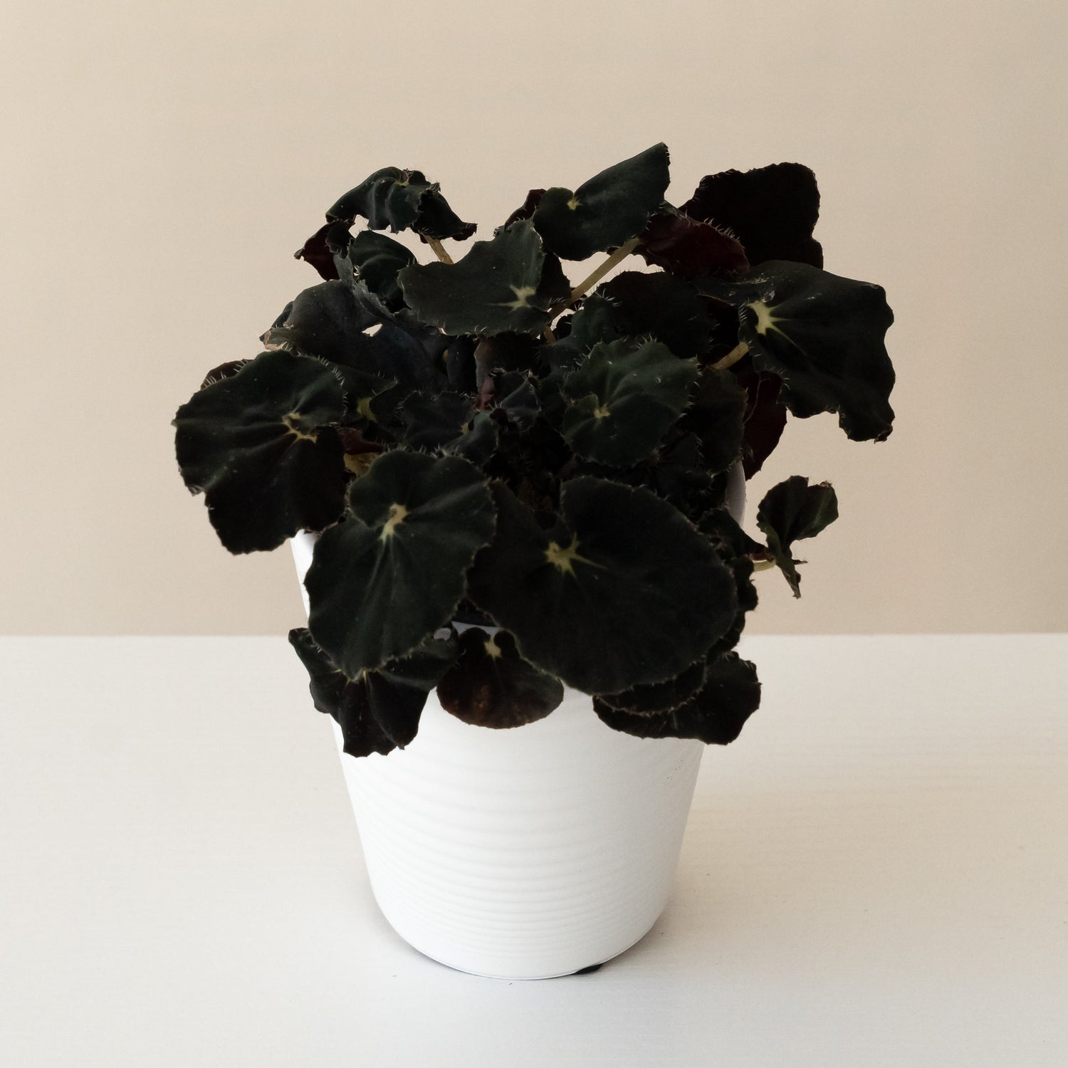 Bold Belles™ Black Mamba