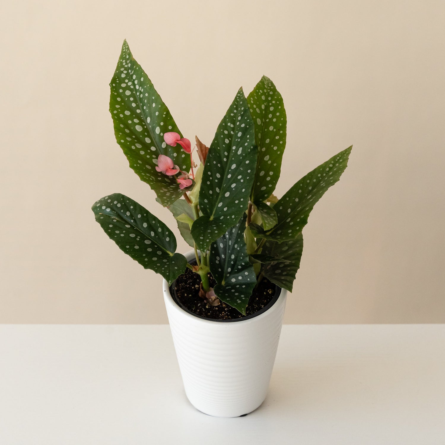 Bold Belles™ Dappled Morning™