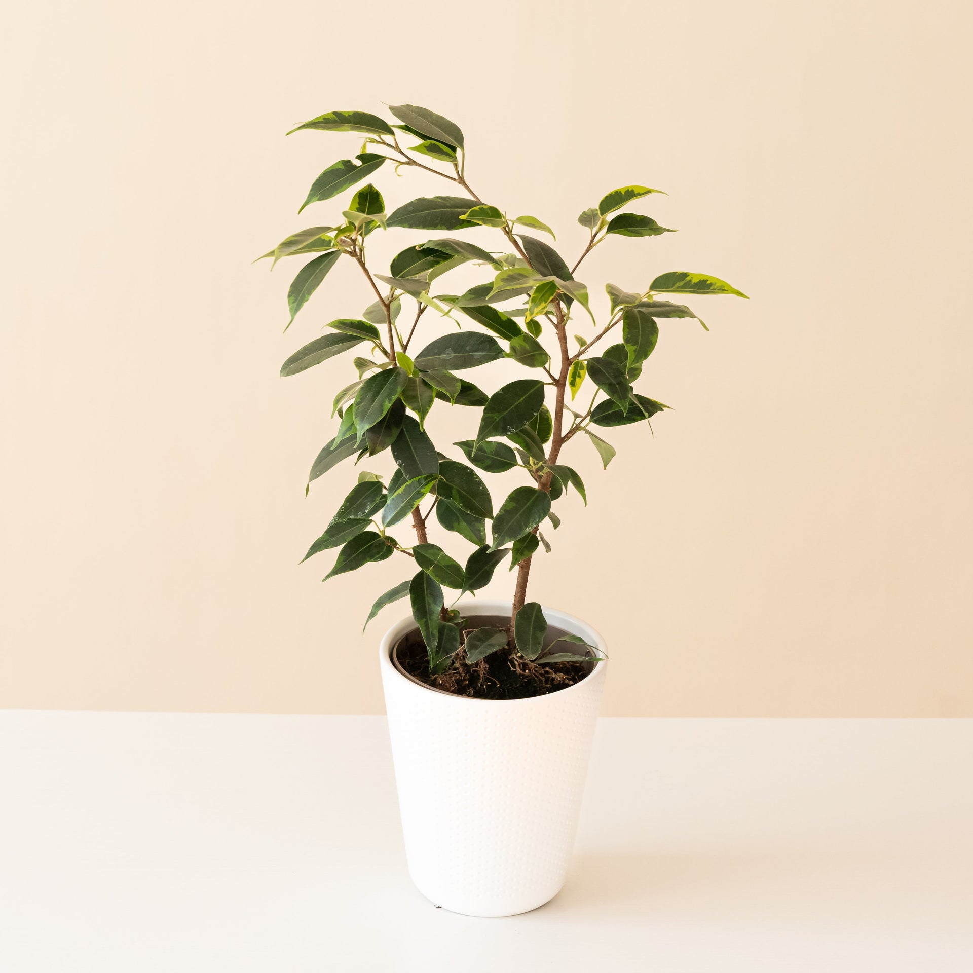 Cling-On® Anastasia – The Plant Company Store