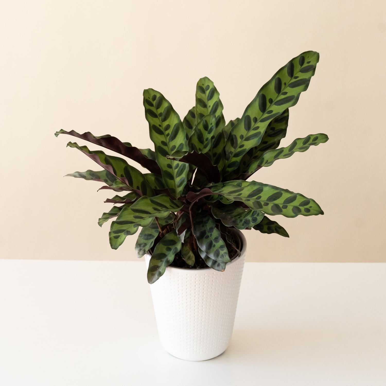 Color Full™ Insignis