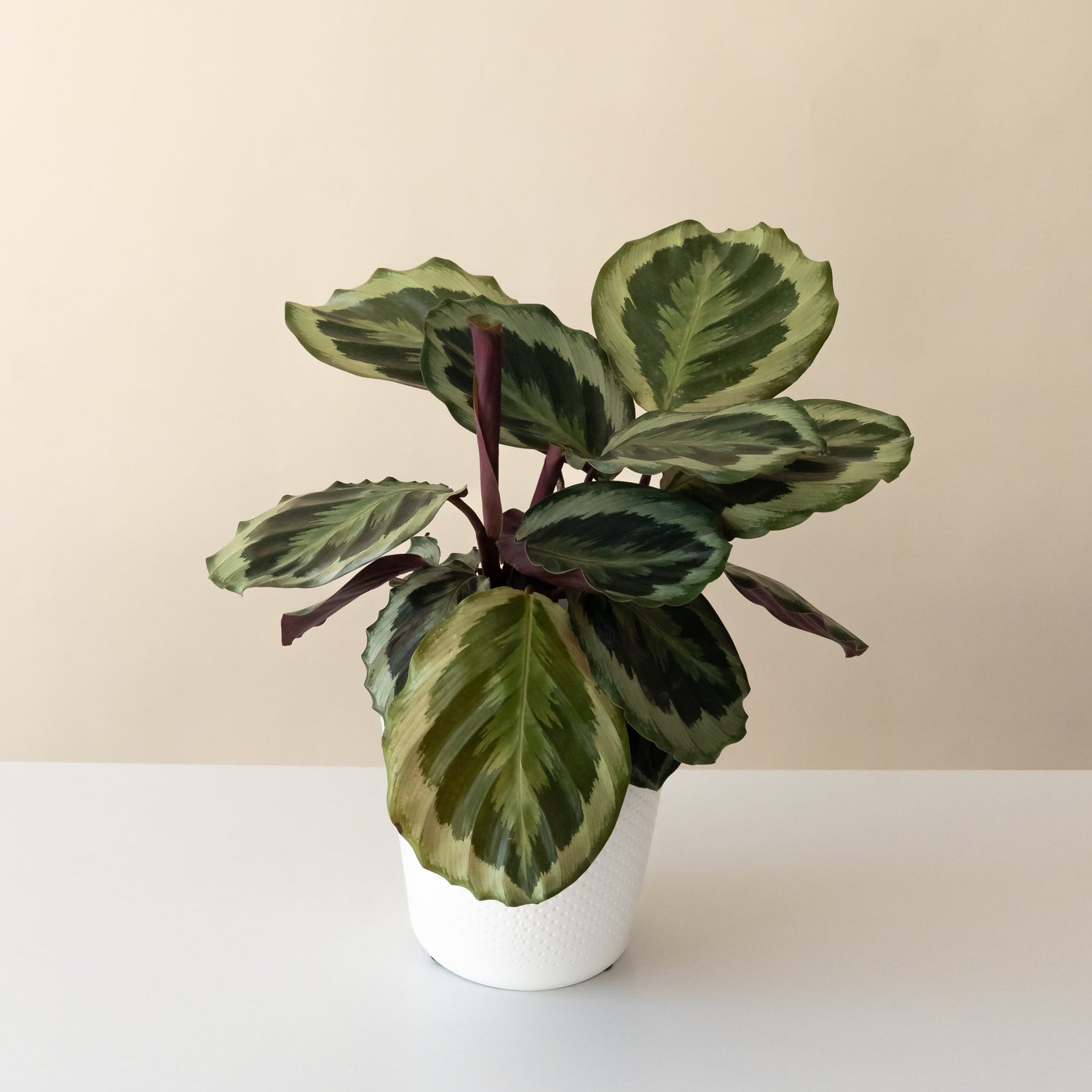 Color Full™ Like a Prayer™