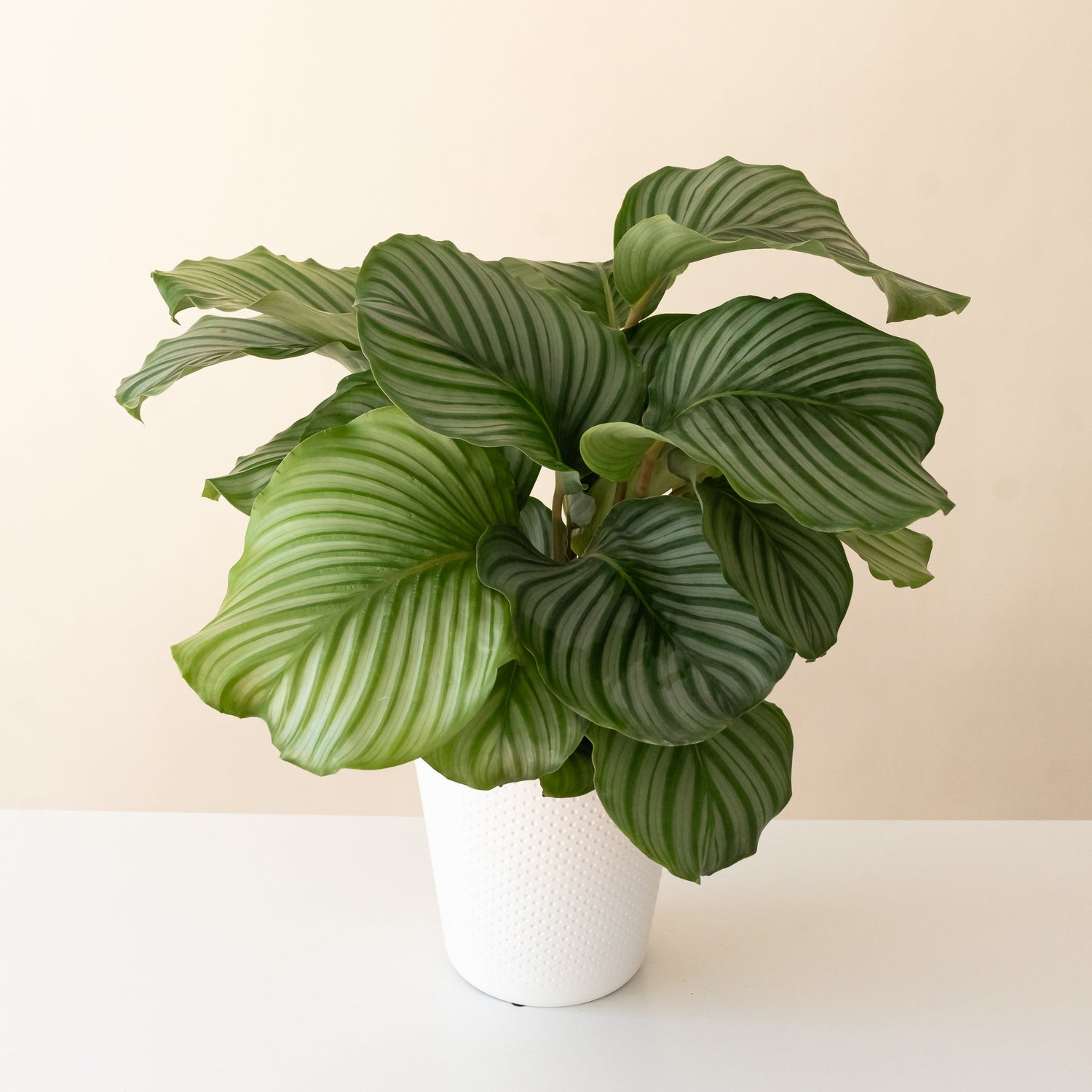 Color Full™ Orbifolia