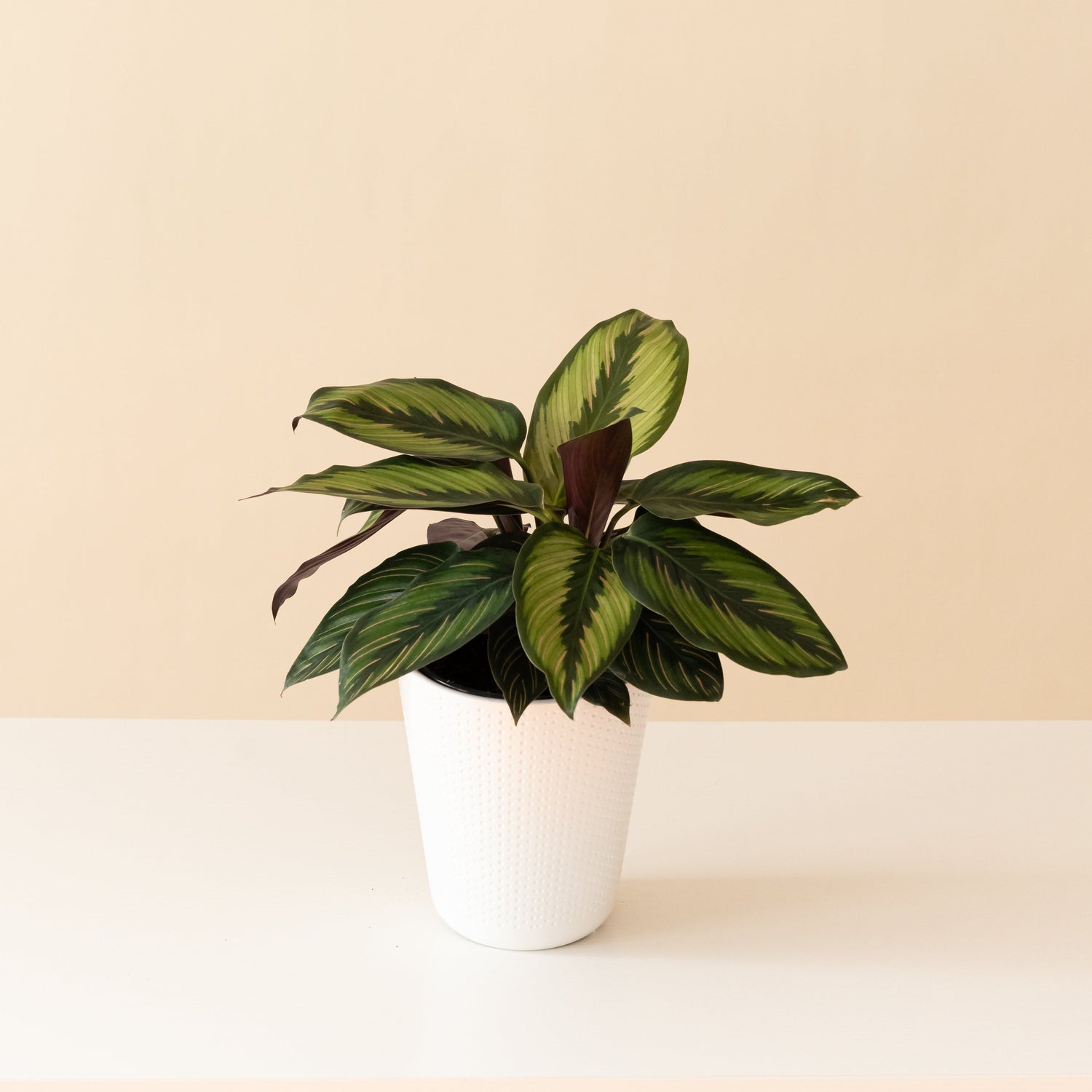 Color Full™ Beauty Star