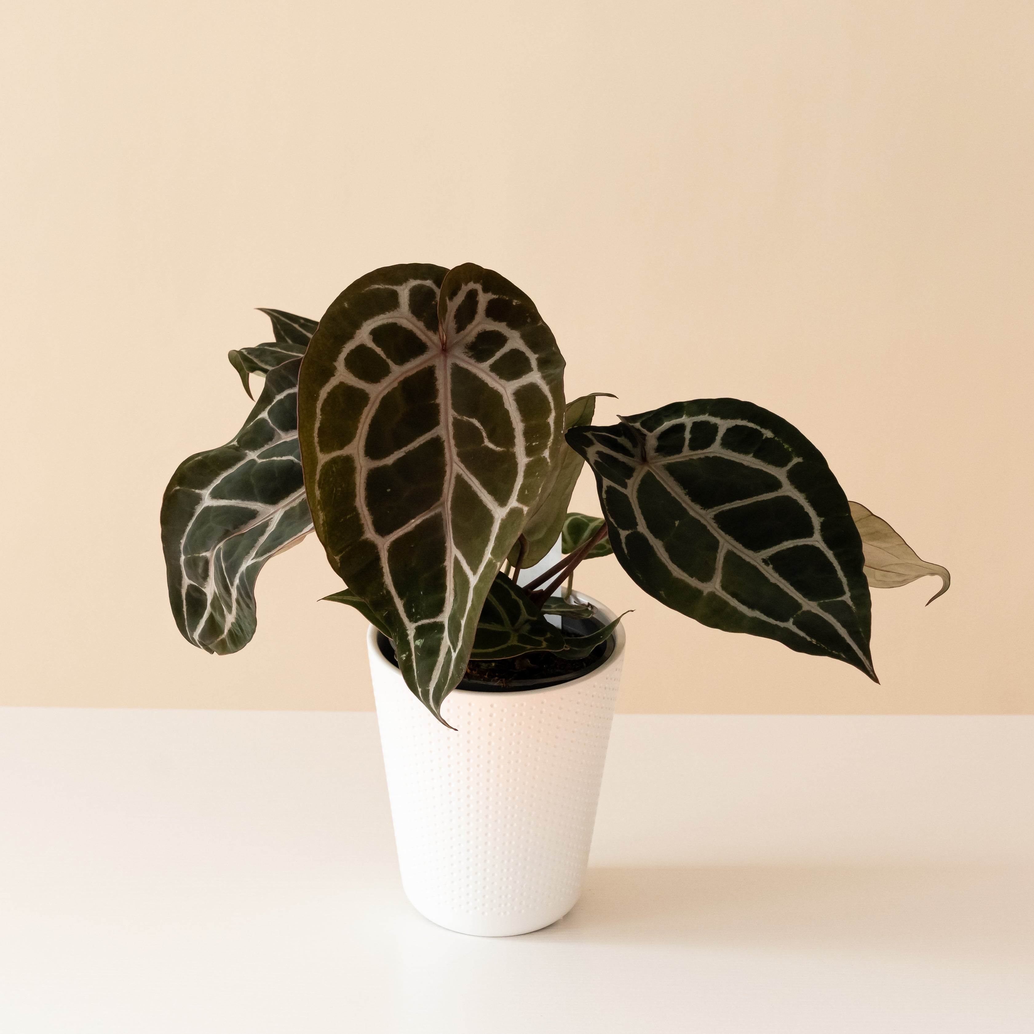 DocBlock® Anthuriums – The Plant Company Store