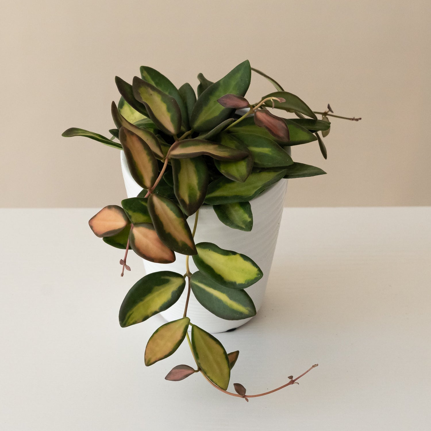 Endless Cascades™ Sea Stones™