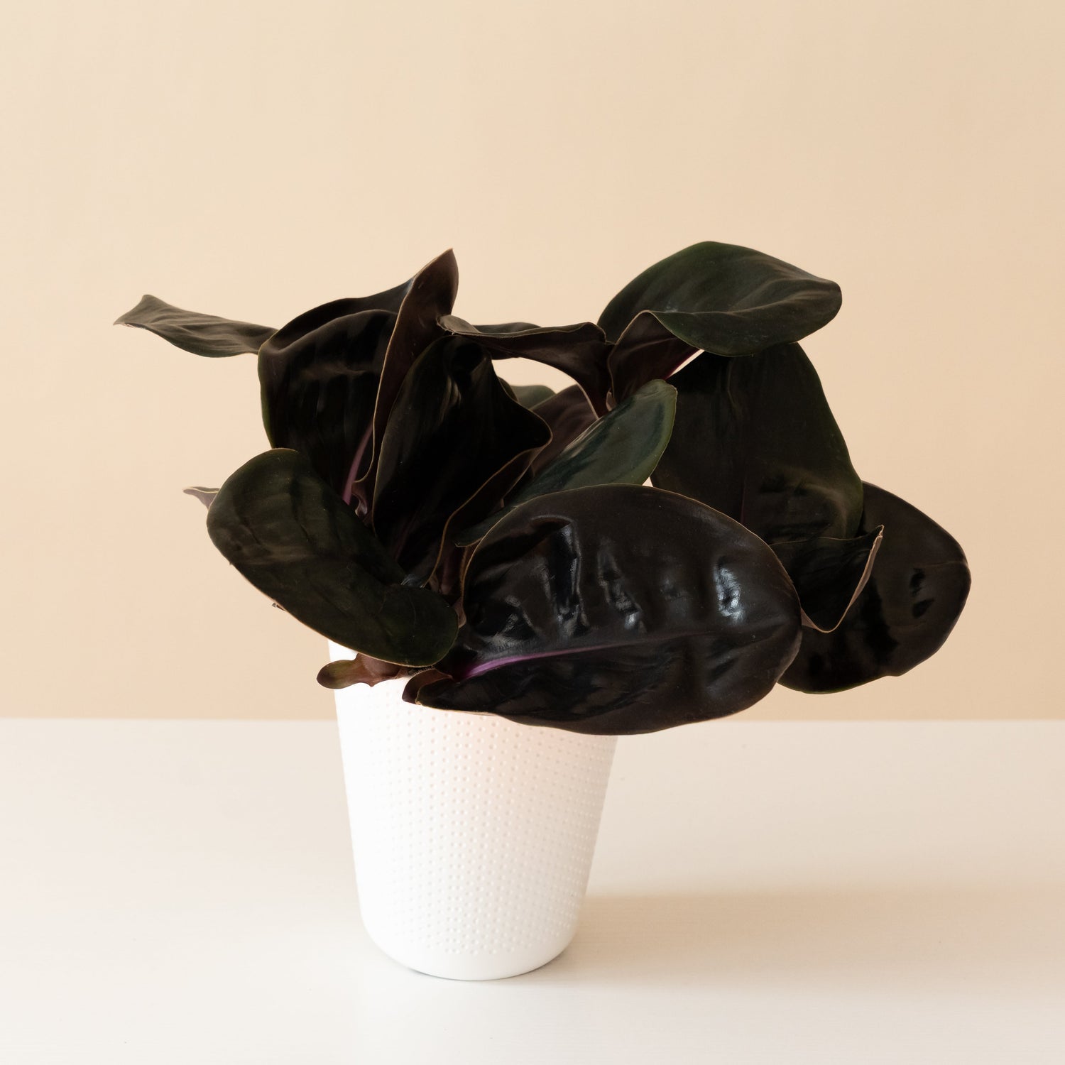 Jungle Diva™ Leila™