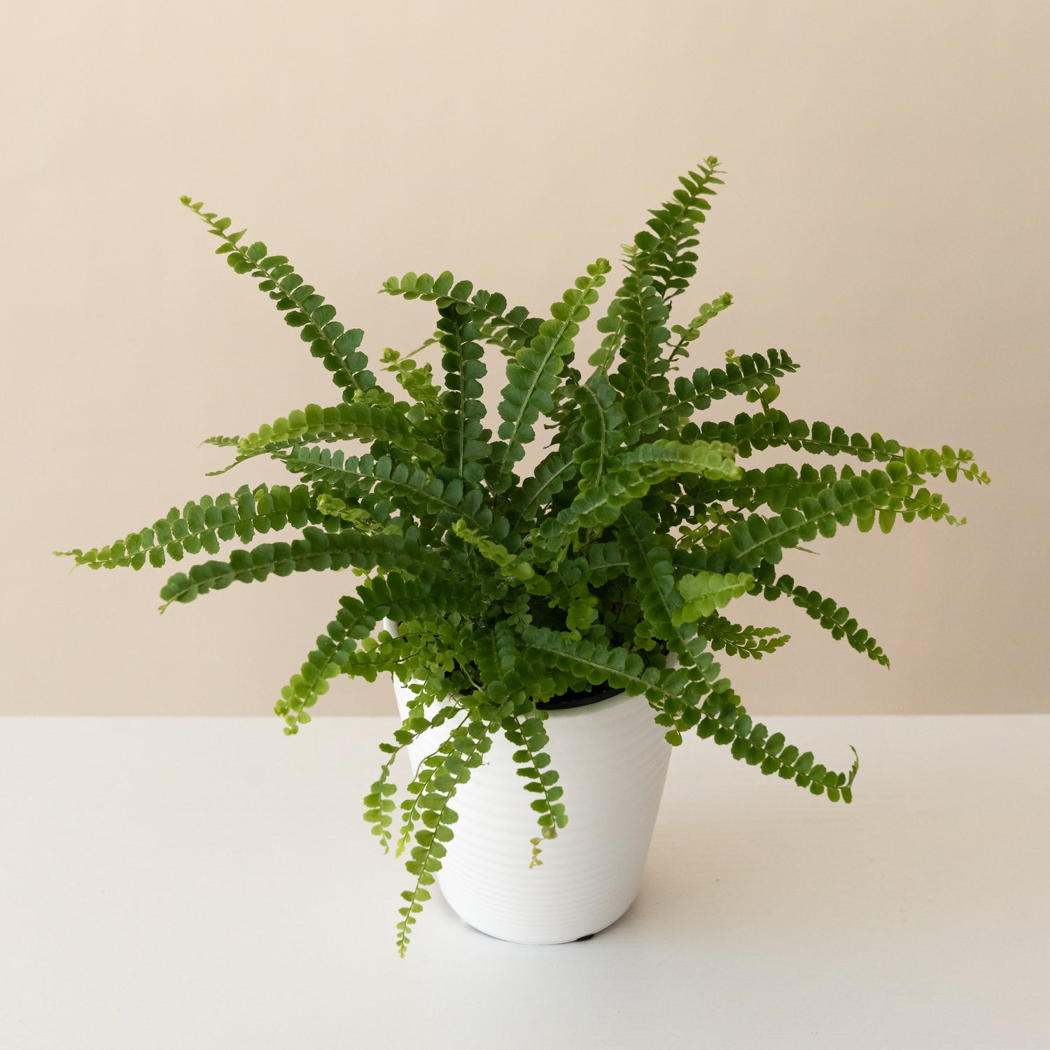 Living Lace® Cute as a Button™