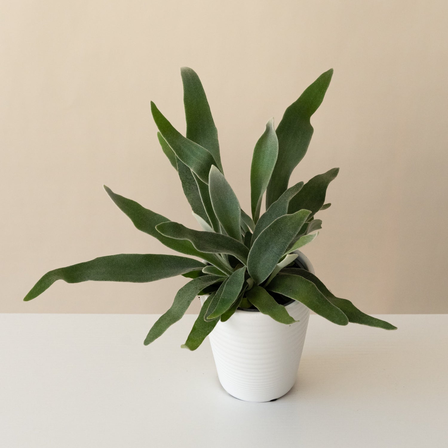 Living Lace® Ribbon Dance™