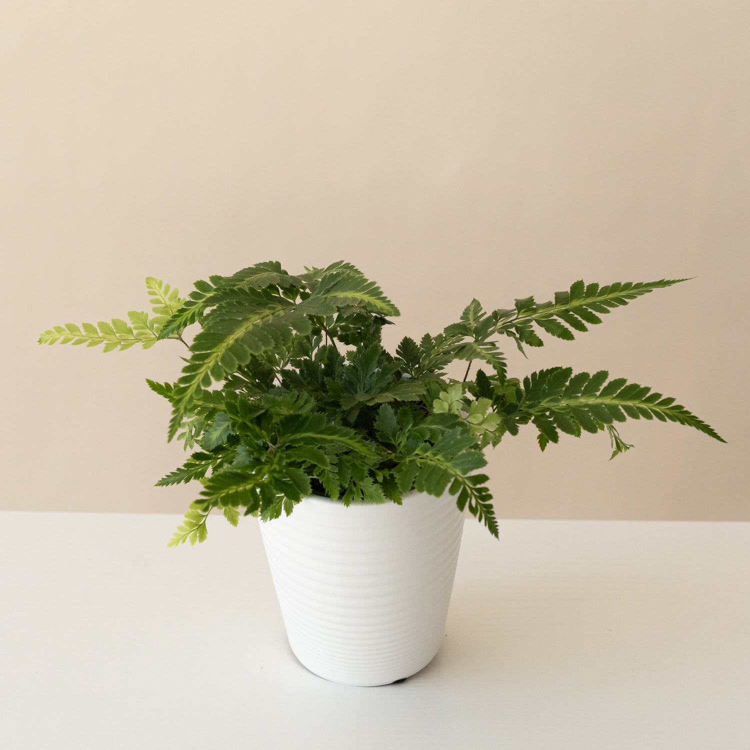 Living Lace® Ruffled Arrow™