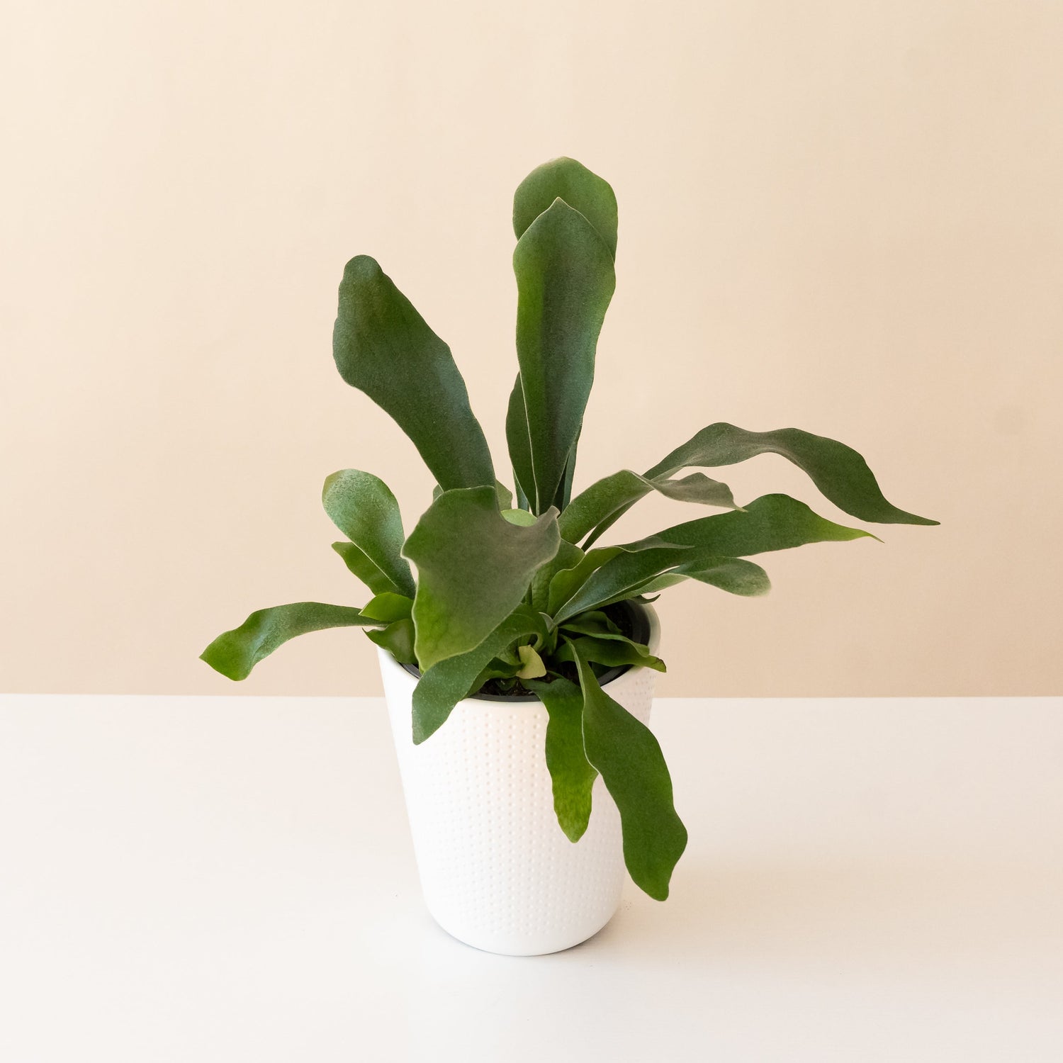 Living Lace® Sword Dance™