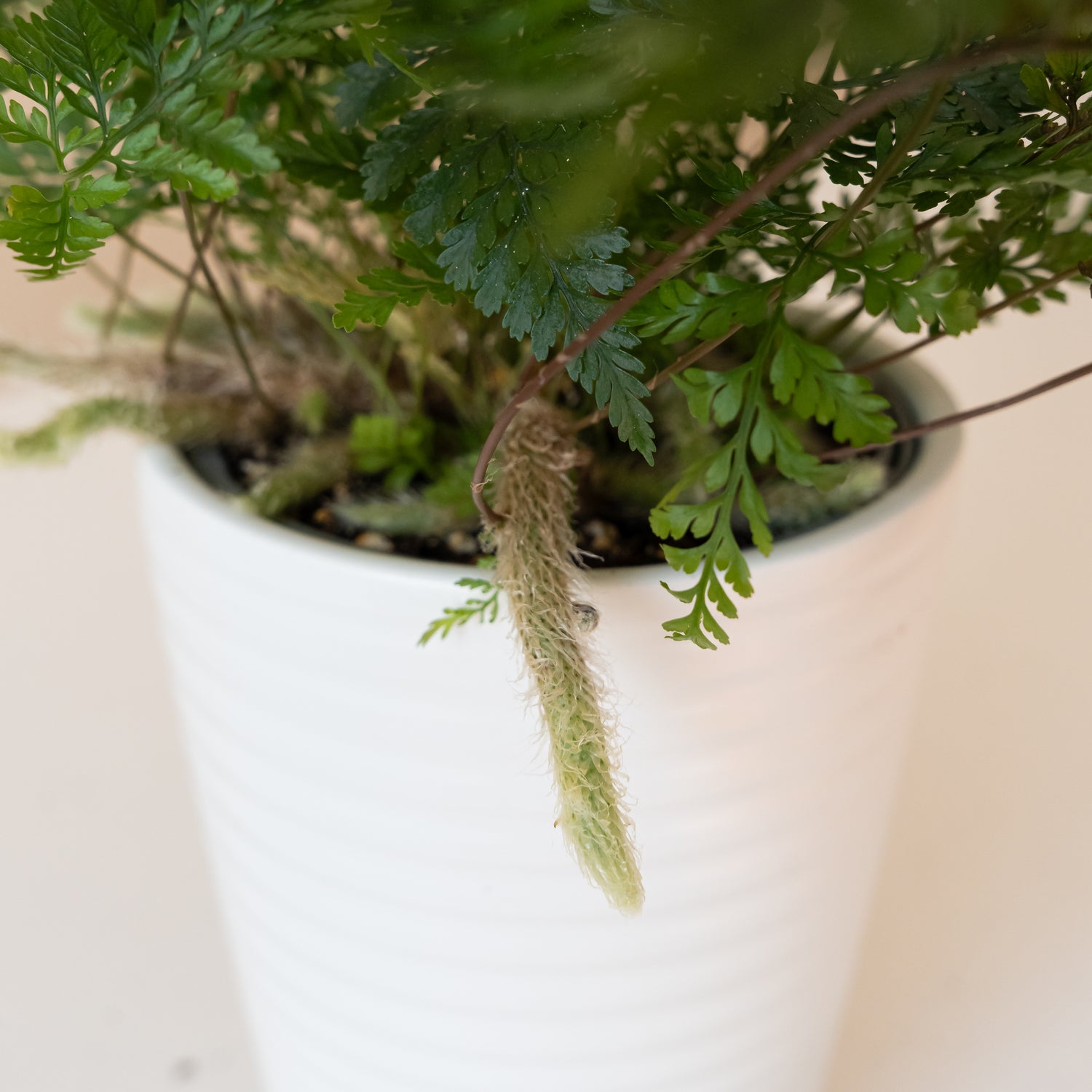 Living Lace® Twilight Tassel™