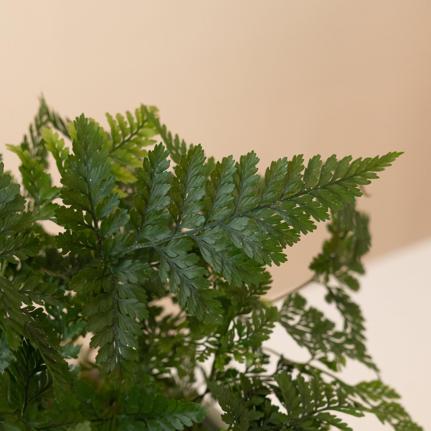 Living Lace® Twilight Tassel™