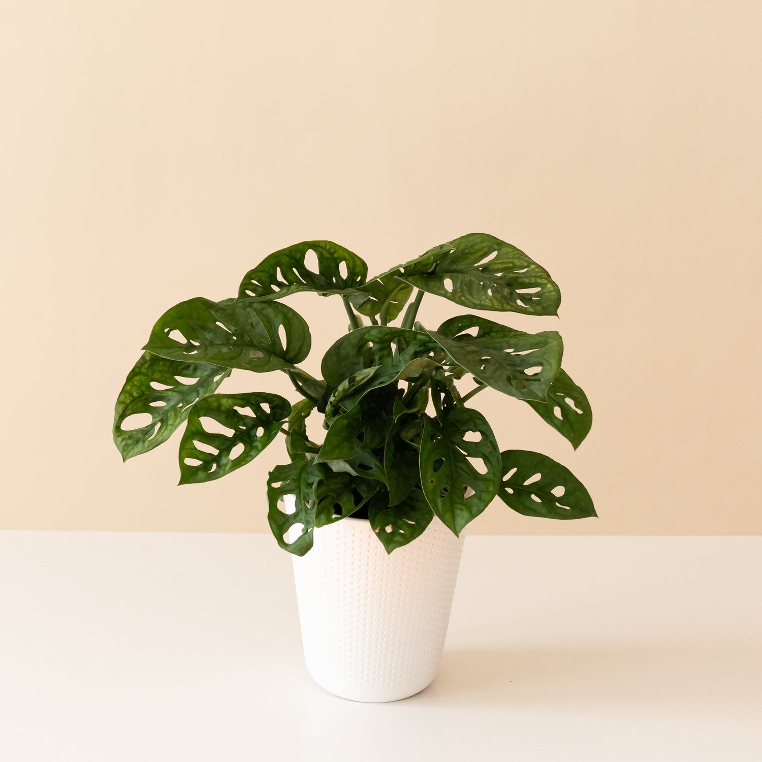 Mysteria® Adansonii