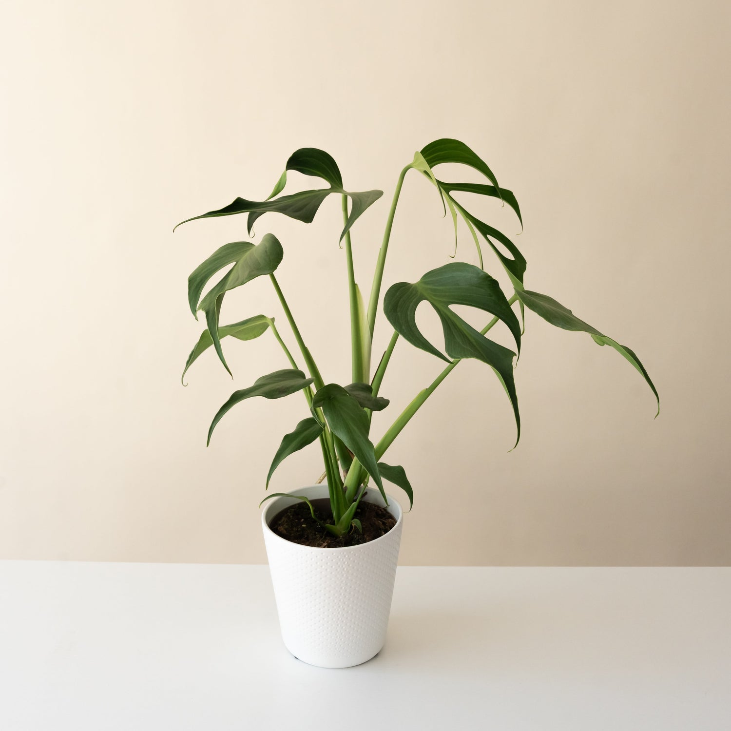 Mysteria® Burle Marx Flame