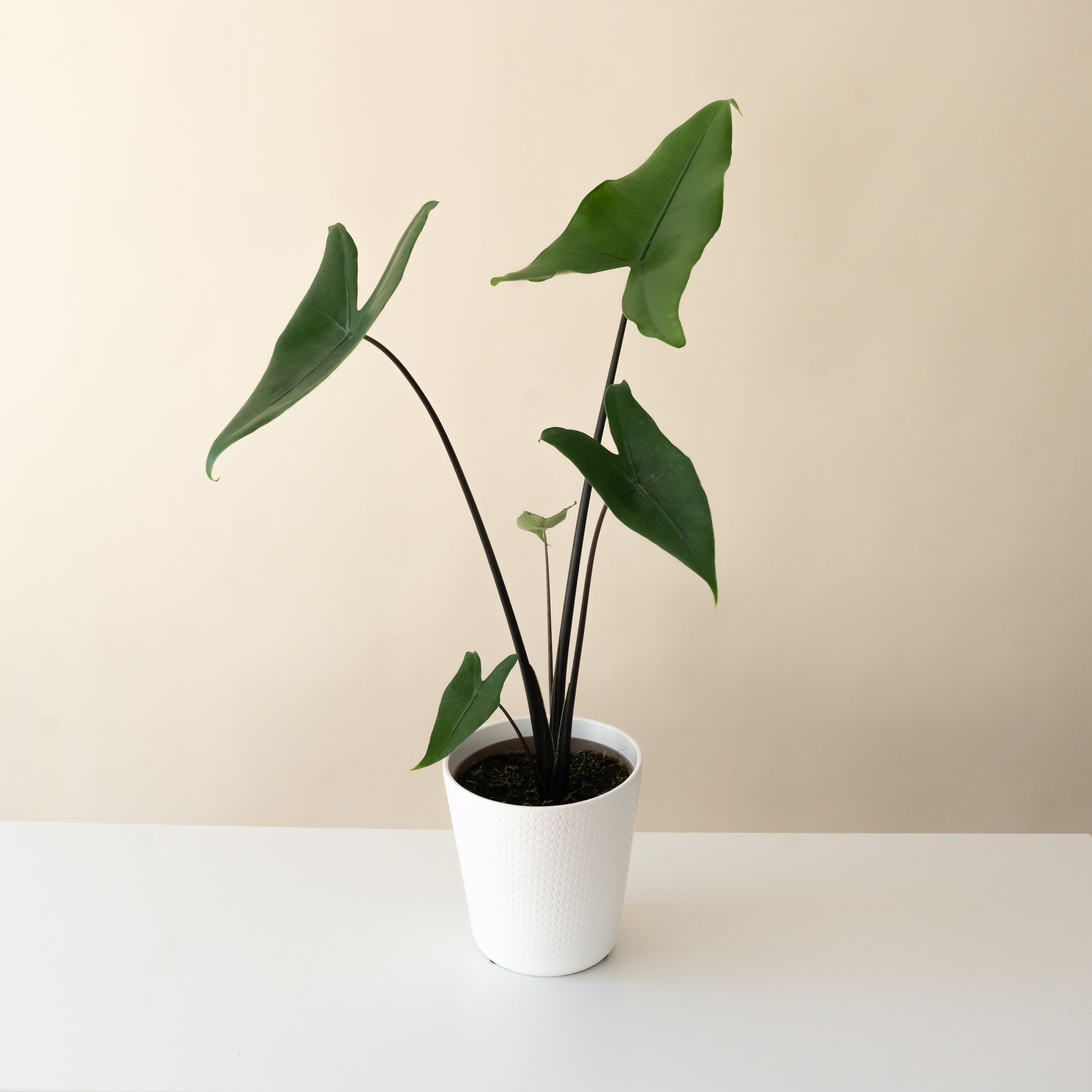 BOTANIZEボタナイズ　BOTAlava “黒爪痕” M BlackClow Mythic® Blackout™ – The Plant Company Store