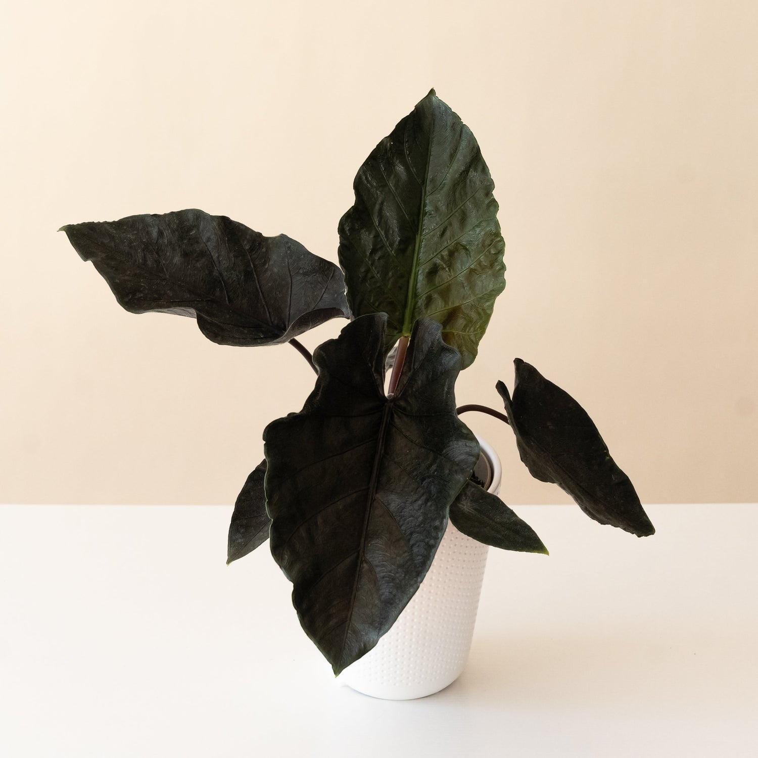 Mythic® Into the Night™