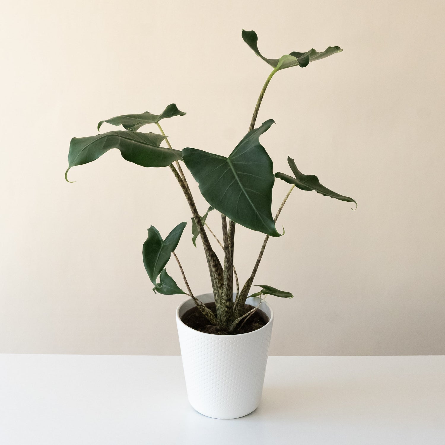 Mythic® Jungle Music™