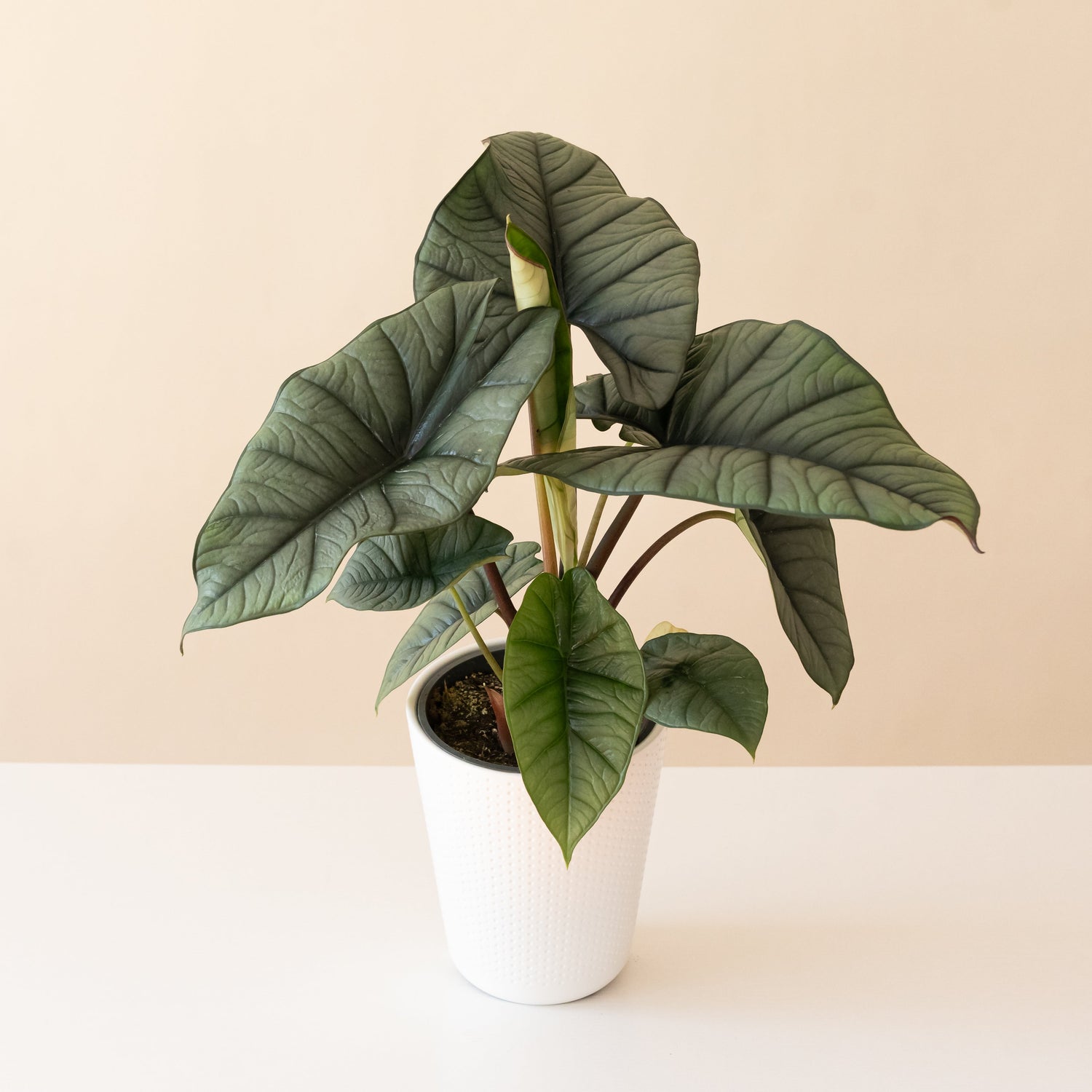 Mythic® Quicksilver™