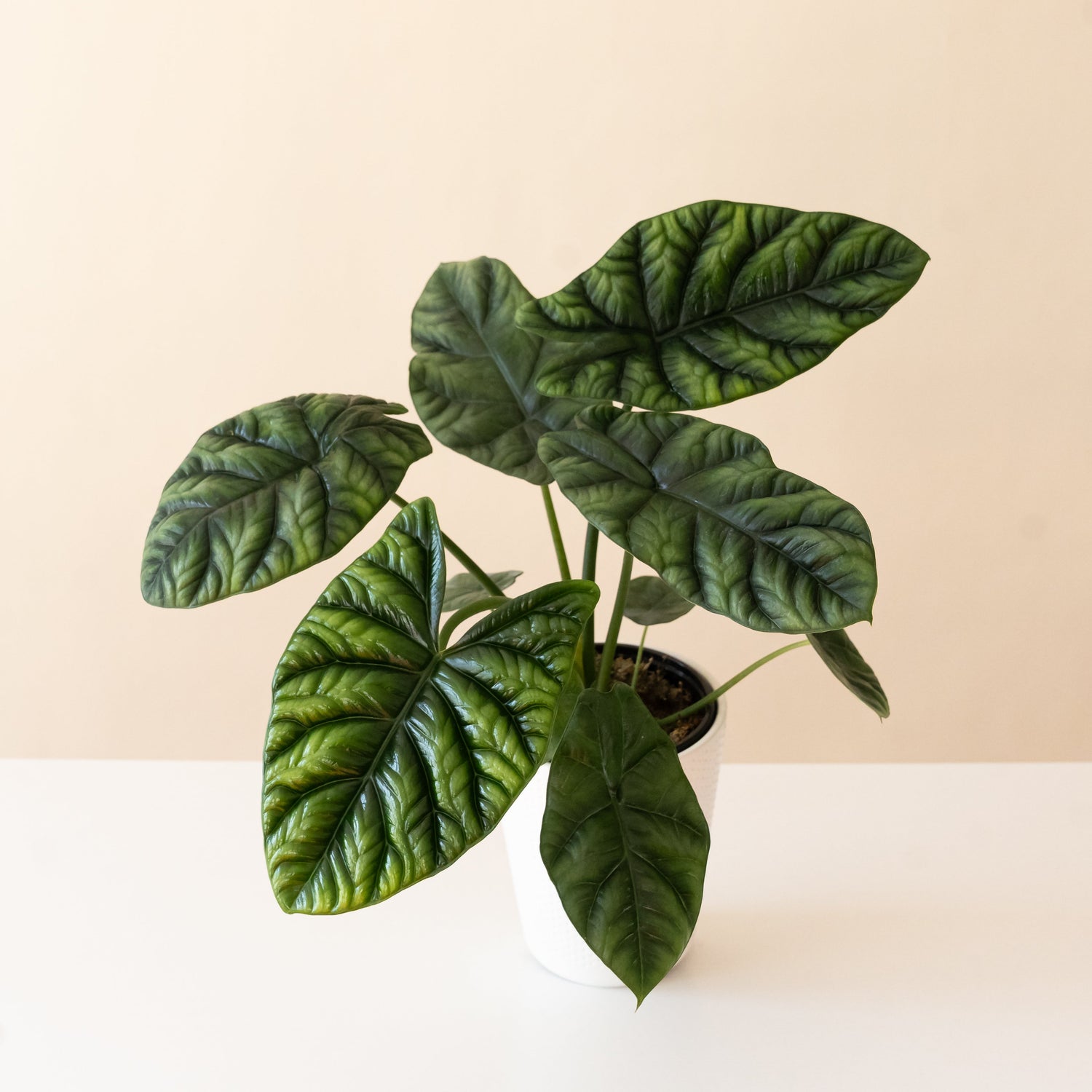 Mythic® Rumplestiltskin™