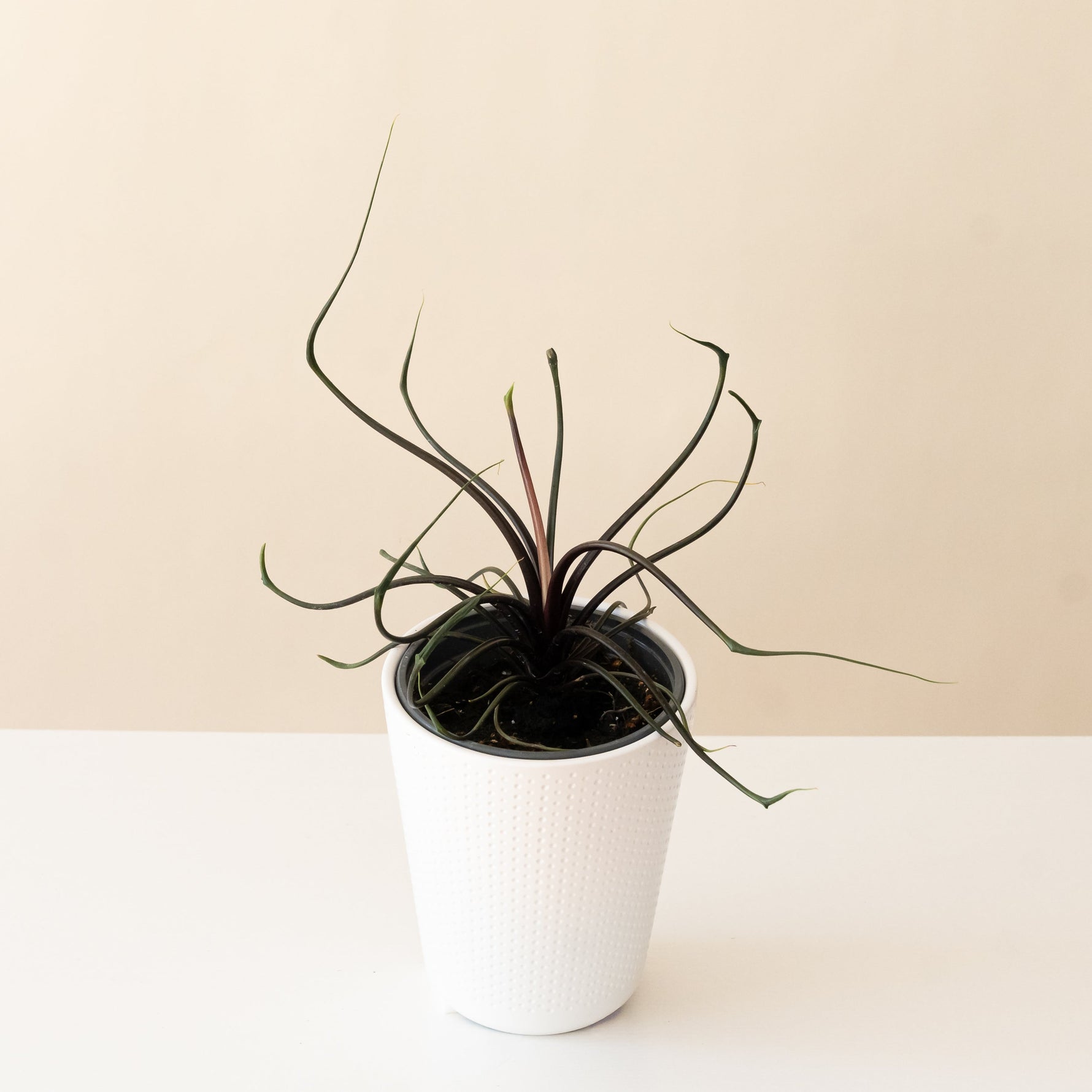 air plant squid Mythic® Tentacular™ – The Plant Company Store