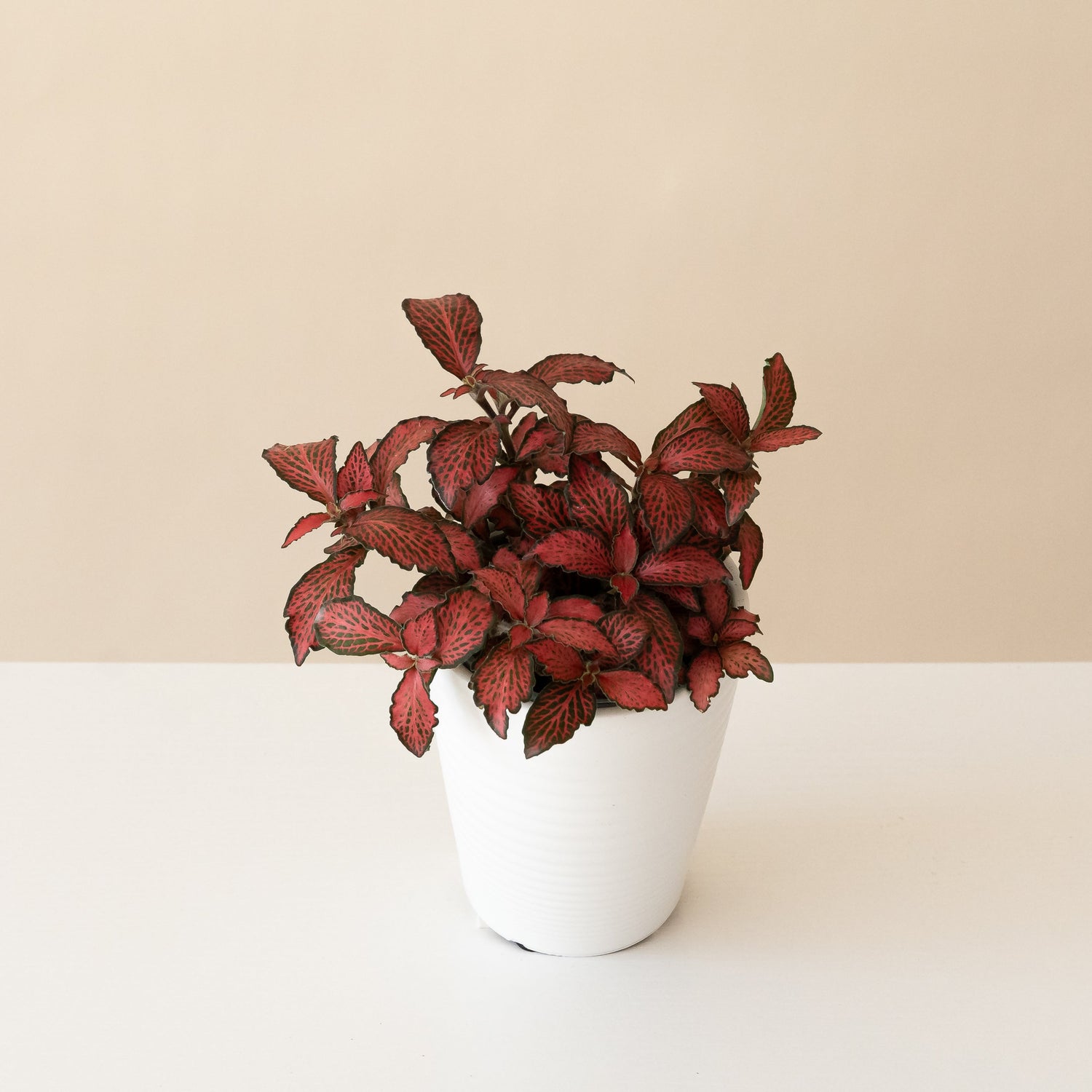 Network News™ Breaking News™