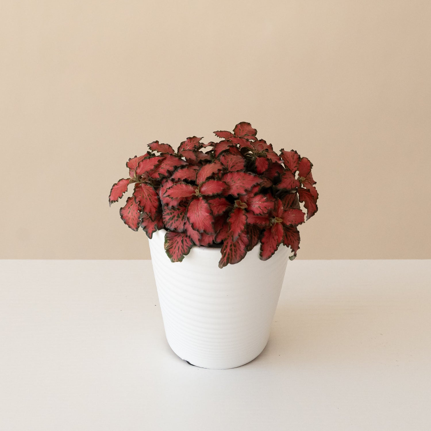 Network News™ Current News™