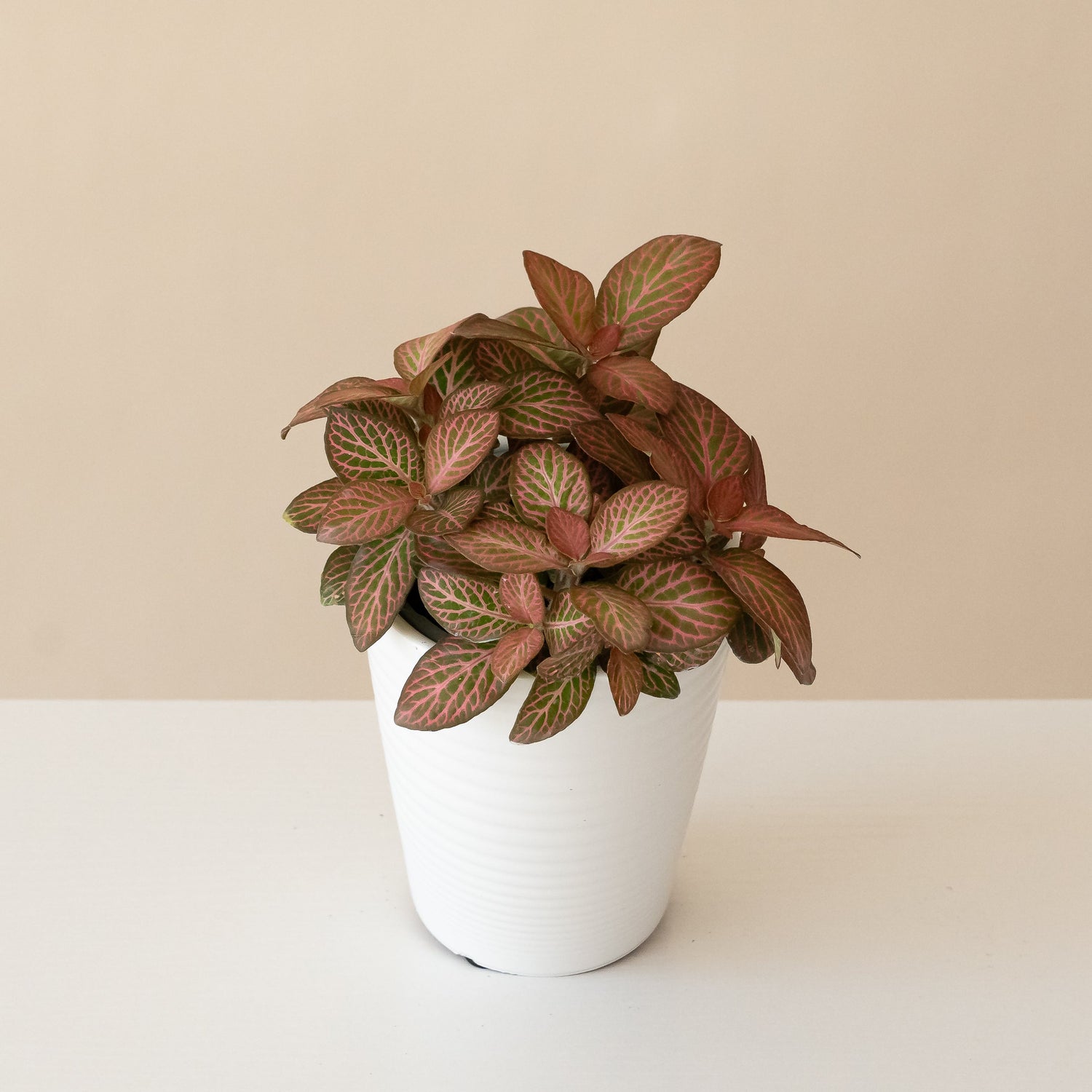 Network News™ Dispatch™