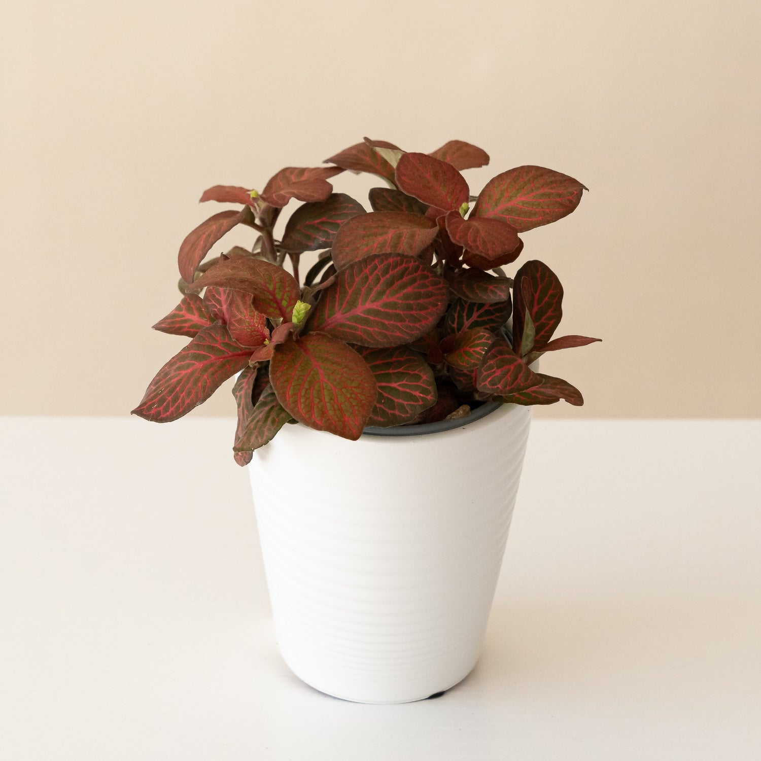 Network News™ Media™