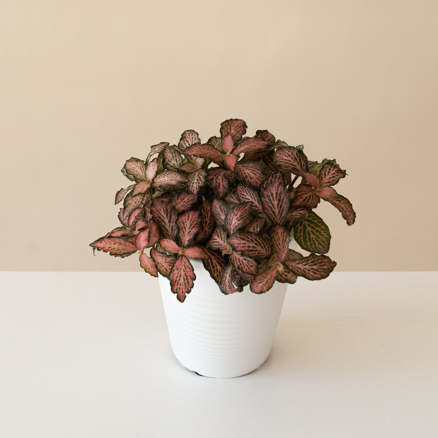 Network News™ Nightly™