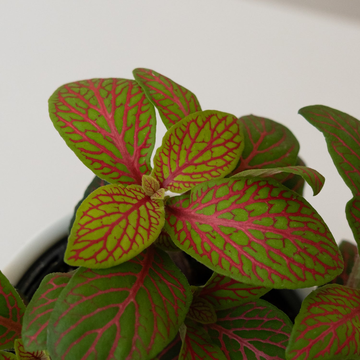 Network News™ Primetime™