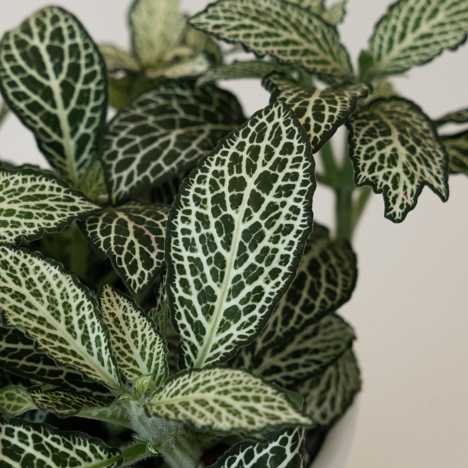 Network News™ World Views™