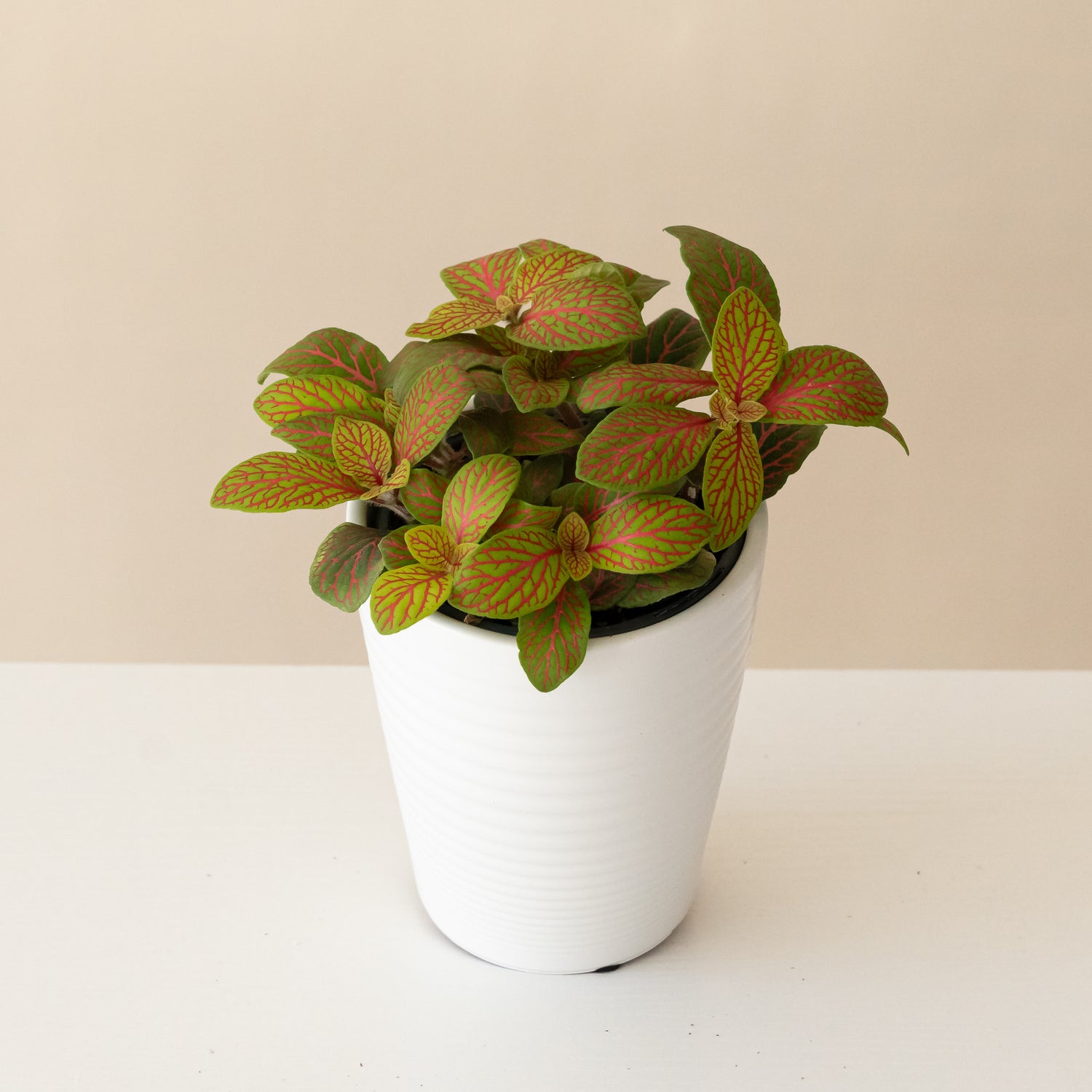 Network News™ Primetime™