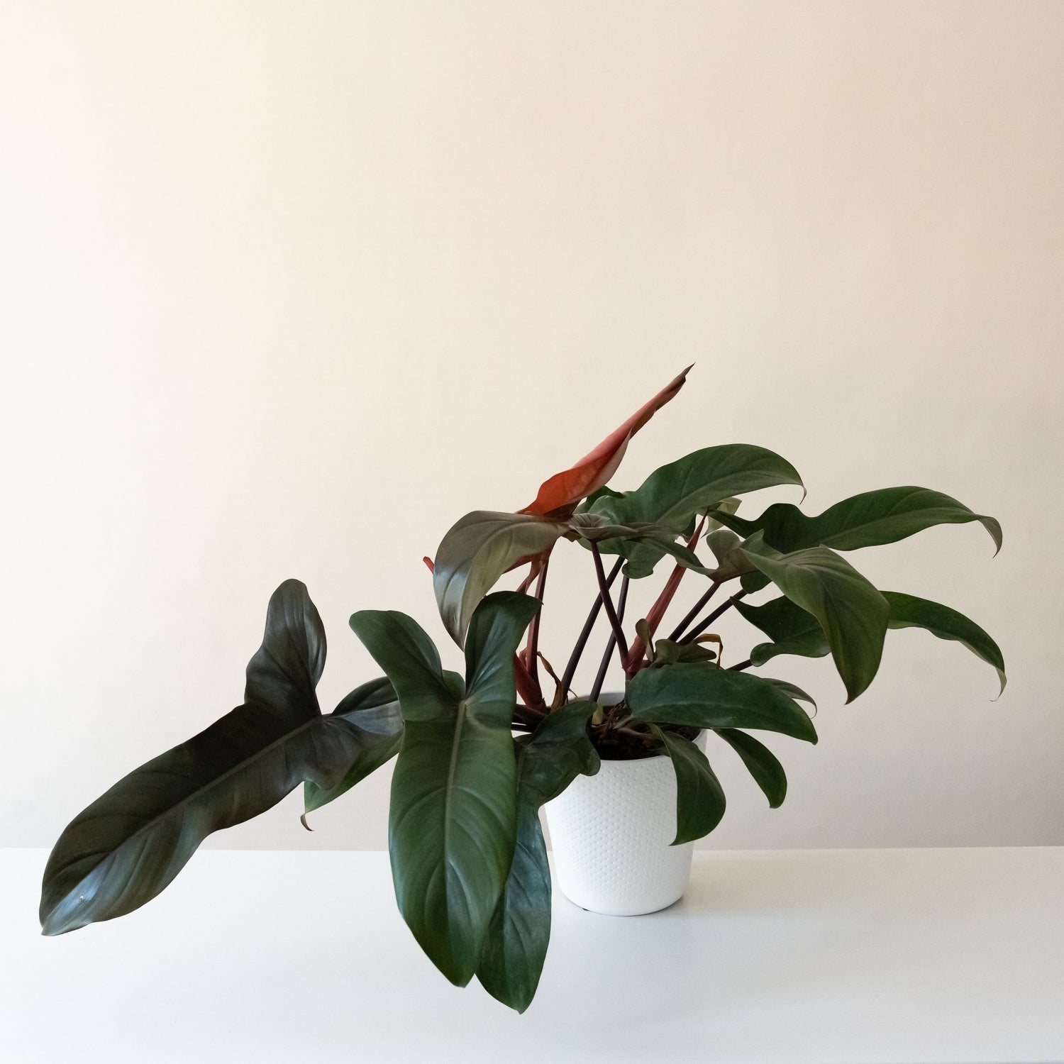 Prismacolor™ Bronze